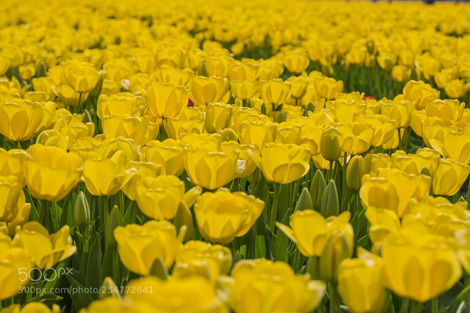 Fujifilm X-T2 sample photo. Flowers photography