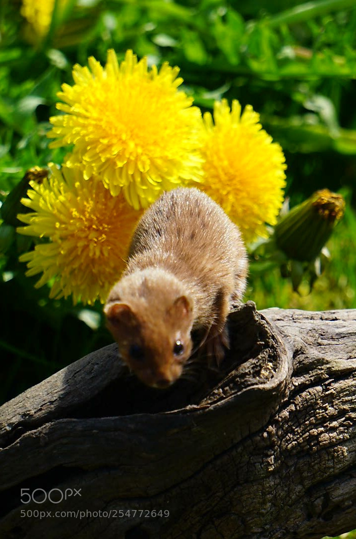 Sony a6000 sample photo. Weasel and dandelion photography