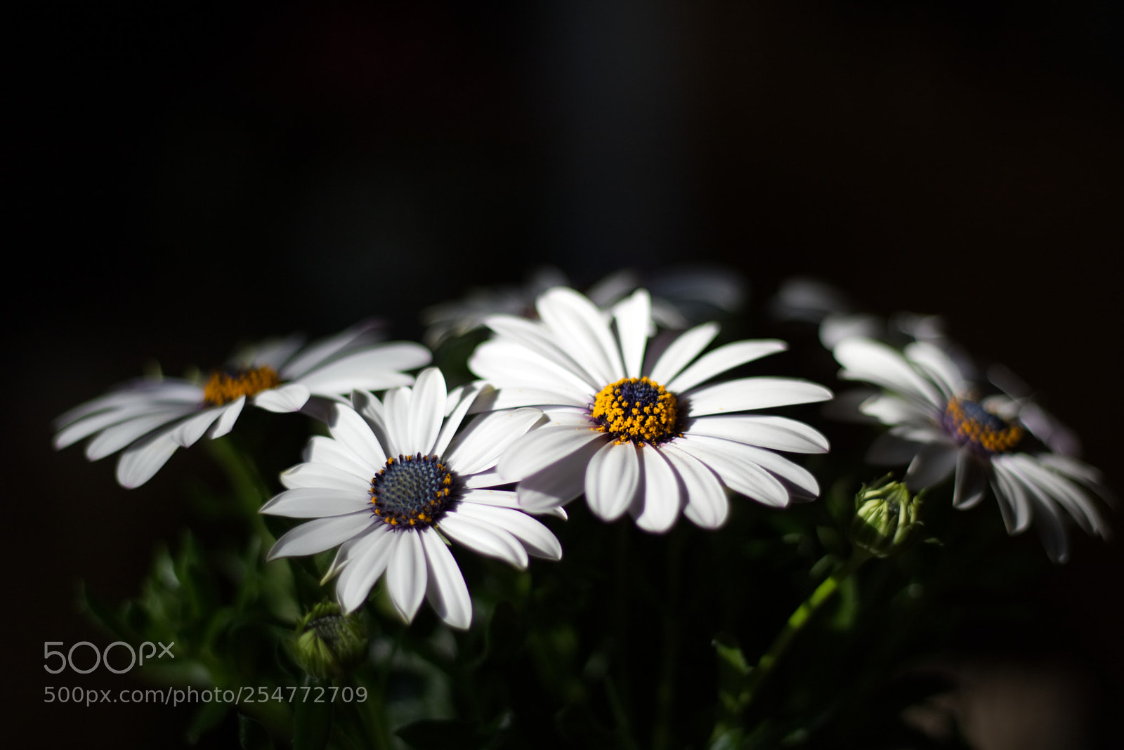 Canon EOS 750D (EOS Rebel T6i / EOS Kiss X8i) sample photo. Daisy photography