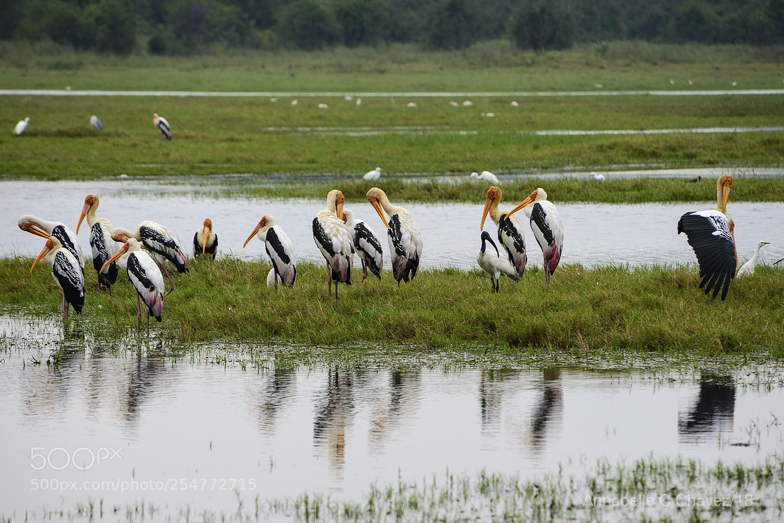 Nikon D610 sample photo. Sri lanka safari photography