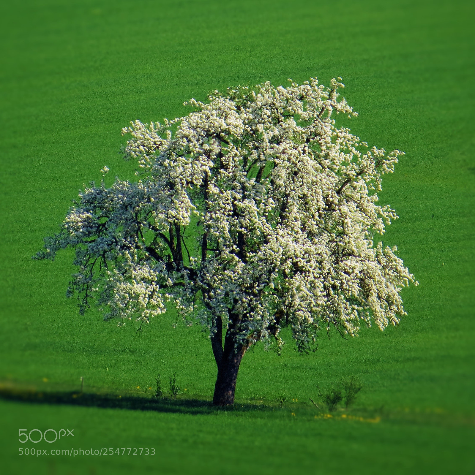Canon PowerShot SX50 HS sample photo. White blossoming tree on photography