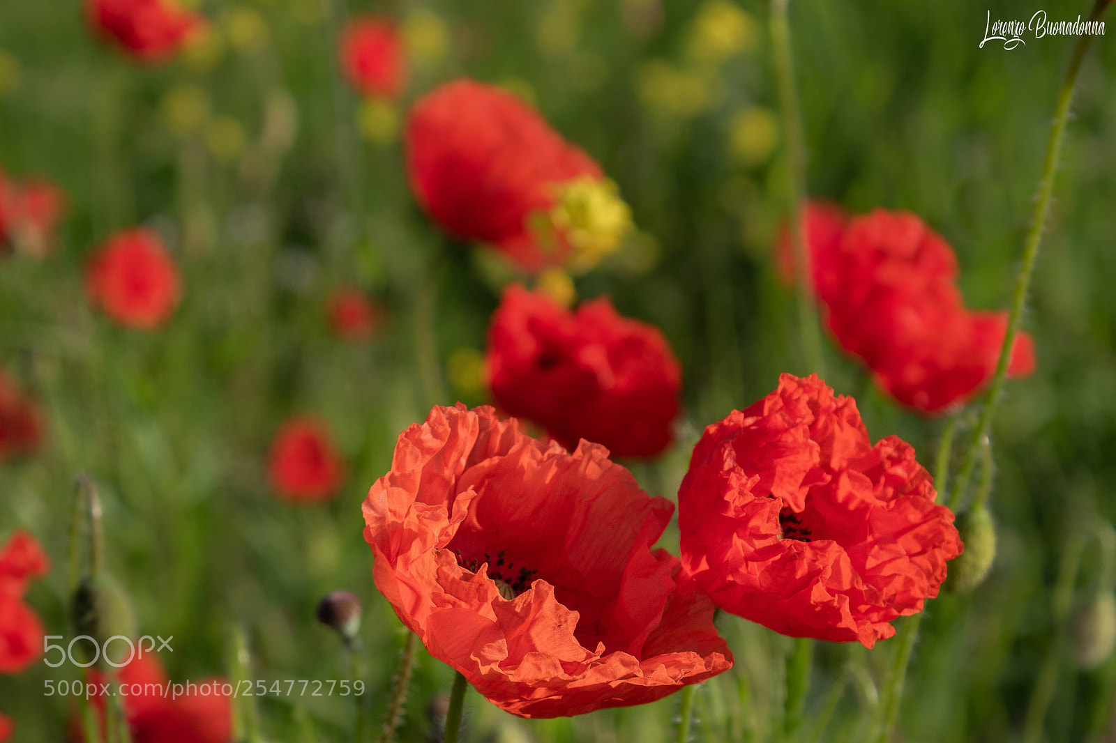 Canon EOS 7D Mark II sample photo. Field of poppies photography