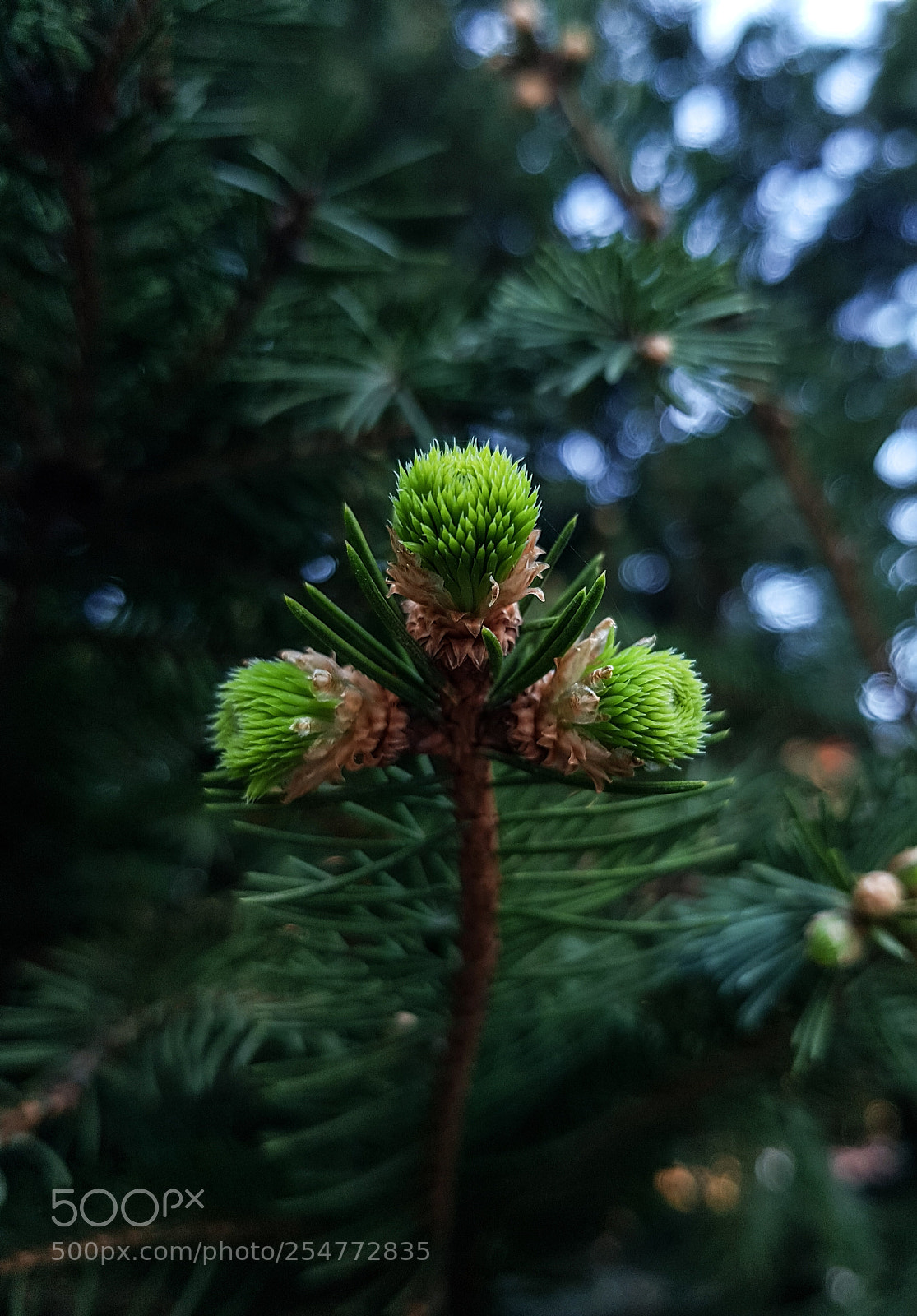Samsung Galaxy S8 sample photo. M o l i photography