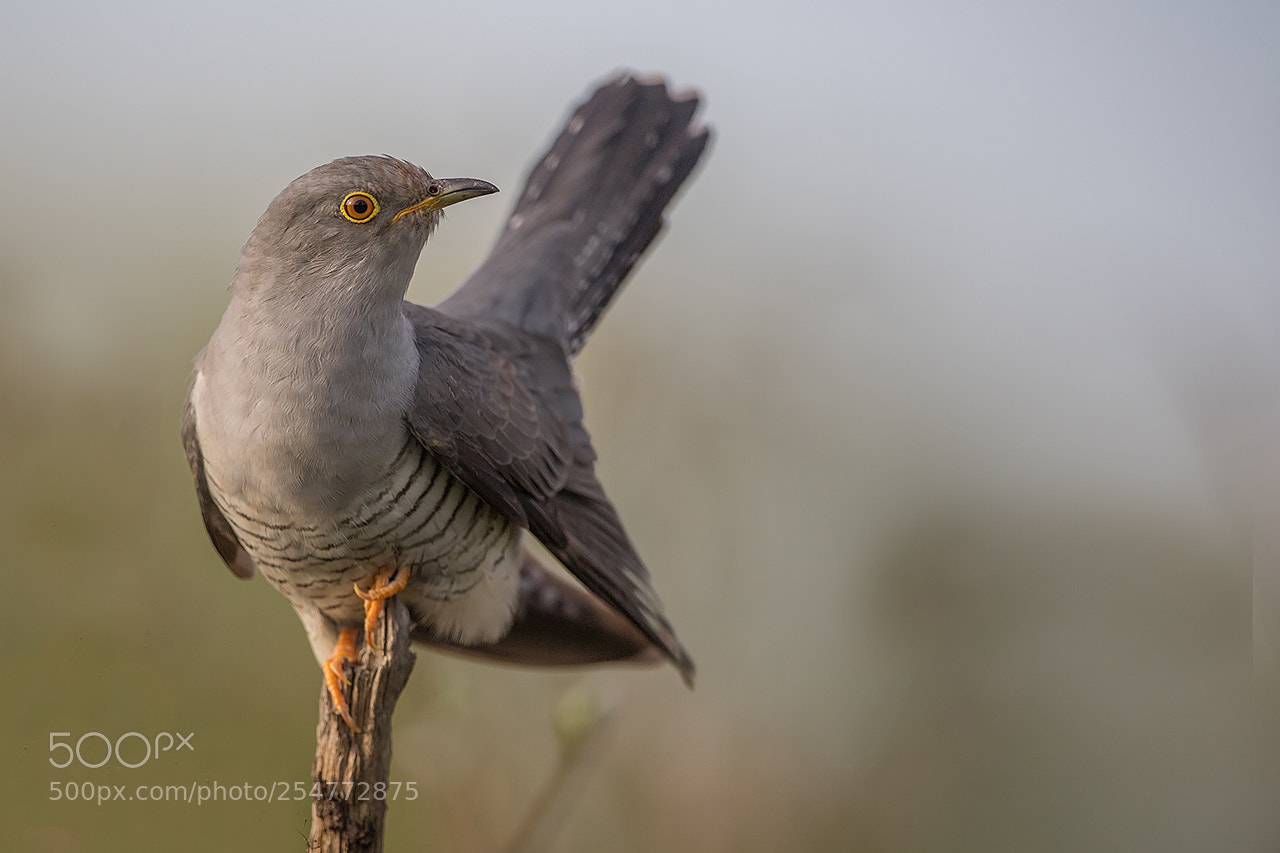 Nikon D5 sample photo. Kuku ka, common cuckoo photography