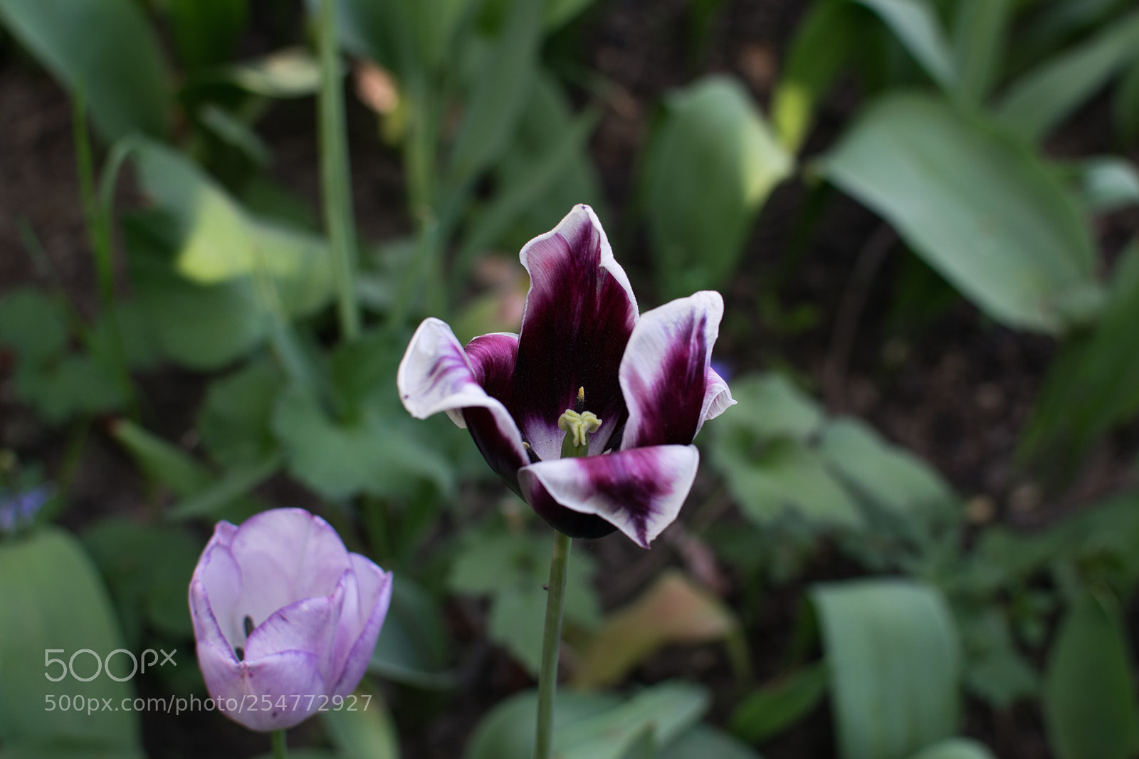 Nikon D5300 sample photo. Blooming photography