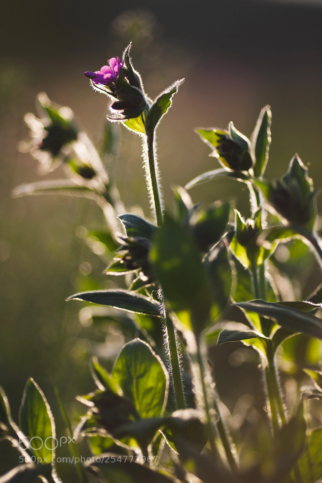 Canon EOS-1D Mark III sample photo. - photography