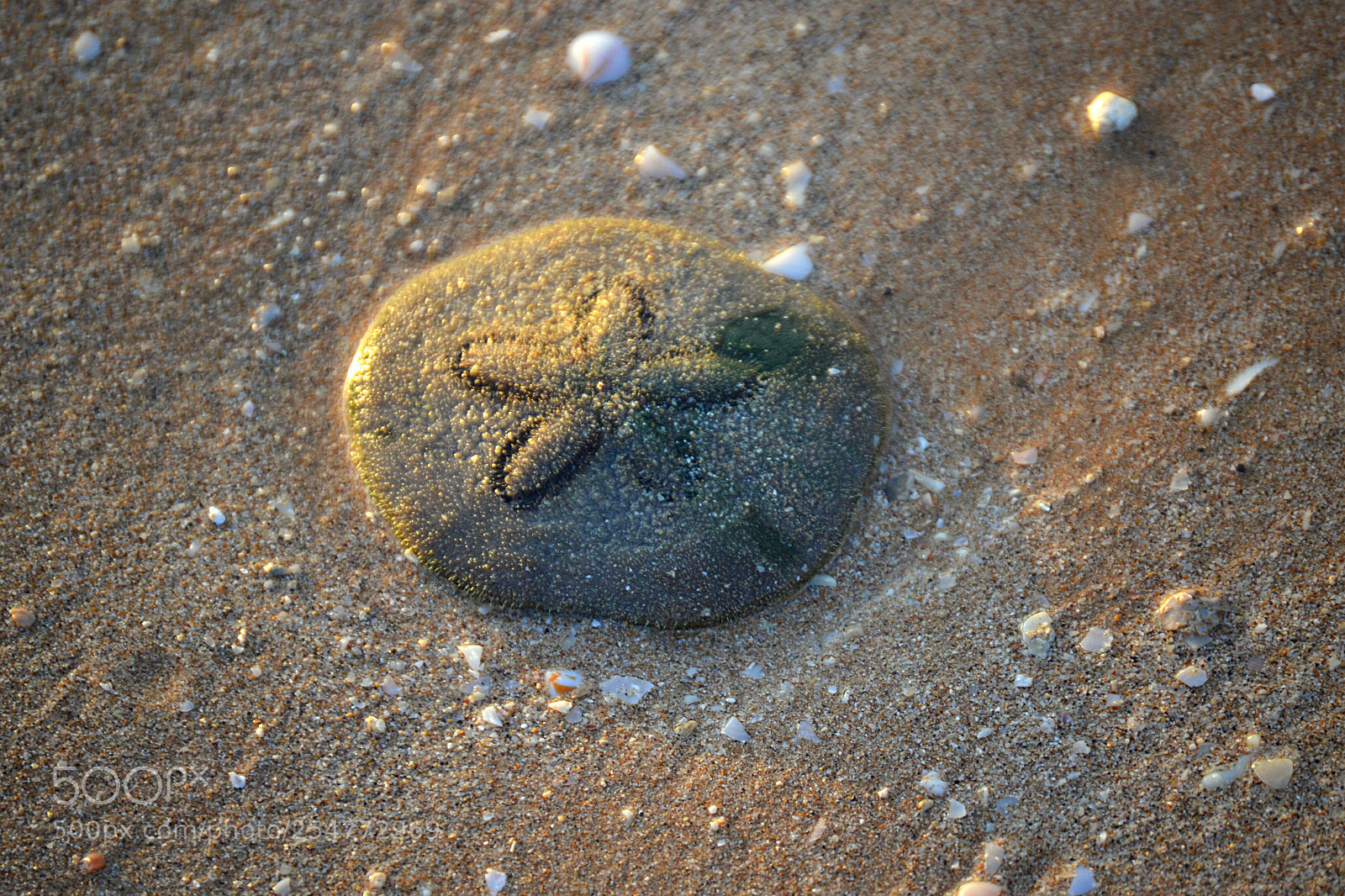 Nikon D3100 sample photo. Untitled photography