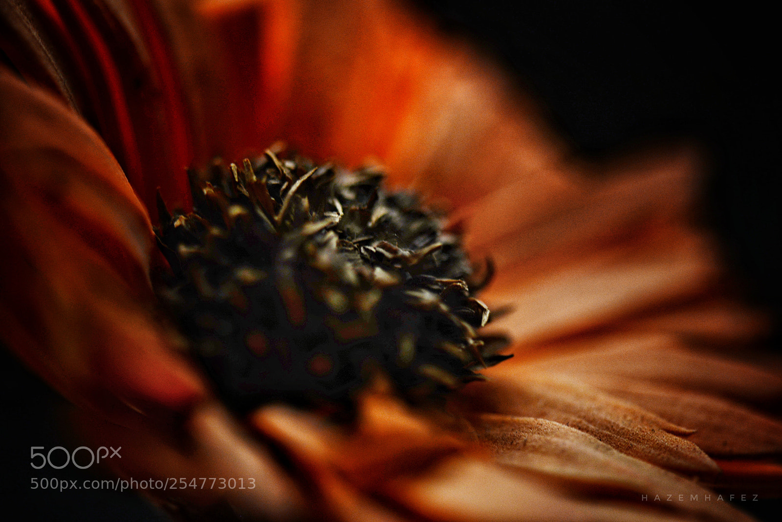 Nikon D610 sample photo. Lust .. photography