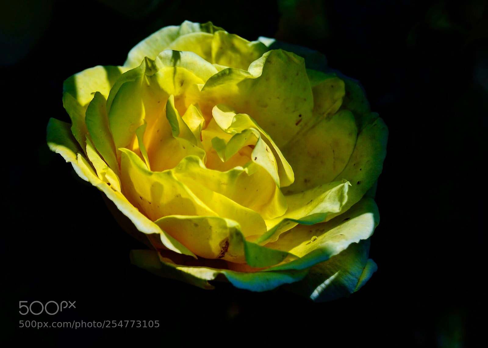 Nikon D7000 sample photo. Yellow rose photography
