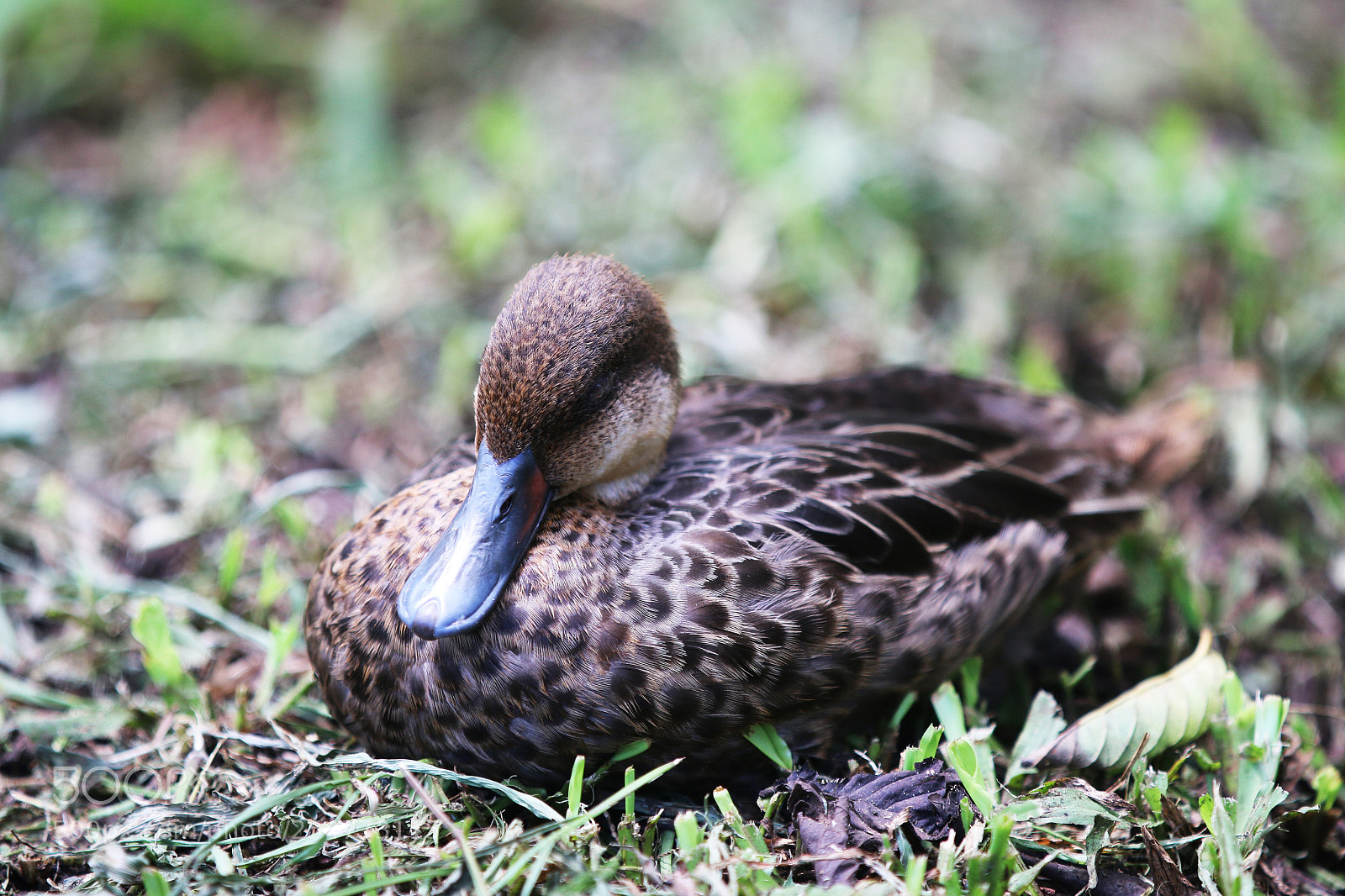 Canon EOS 70D sample photo. Img photography