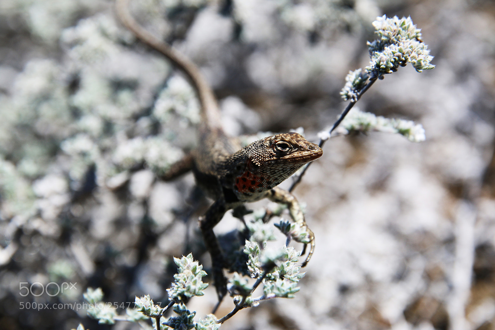 Canon EOS 70D sample photo. Img photography