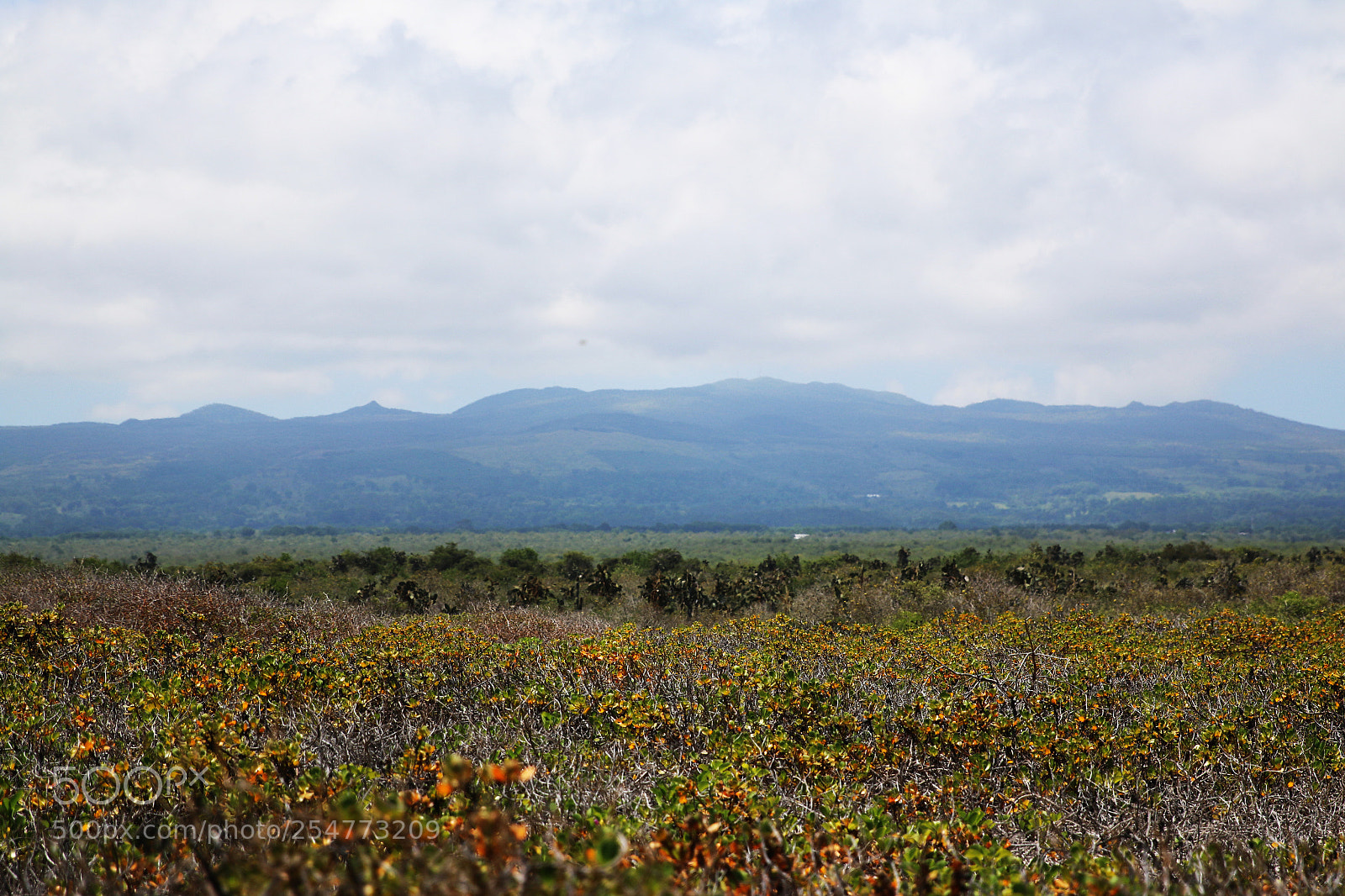Canon EOS 70D sample photo. Img photography