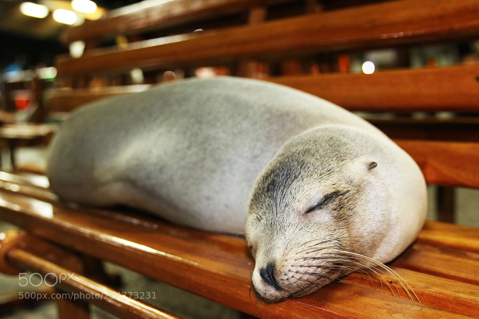 Canon EOS 70D sample photo. Img photography
