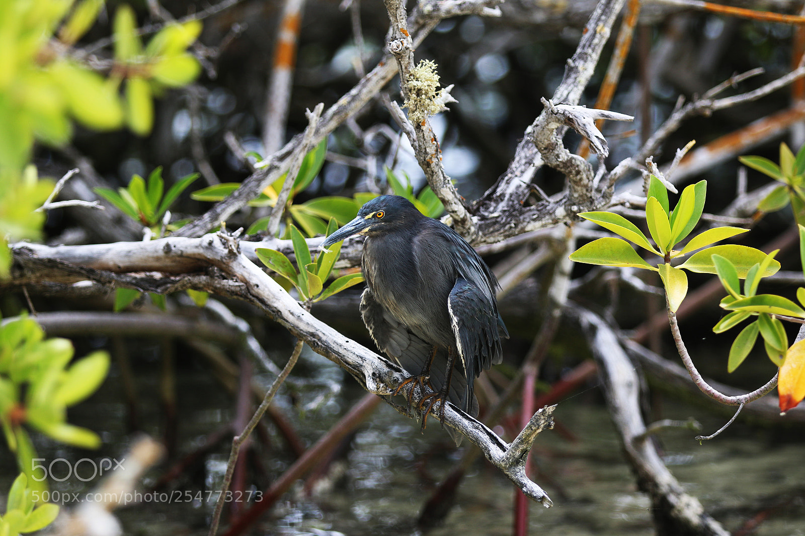 Canon EOS 70D sample photo. Img photography