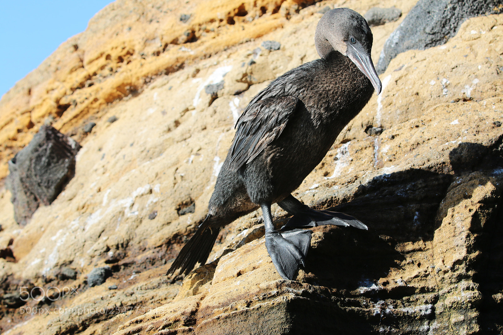 Canon EOS 70D sample photo. Img photography