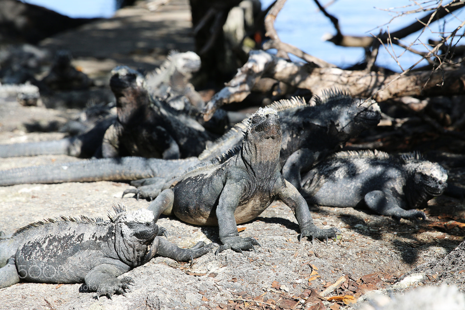 Canon EOS 70D sample photo. Img photography