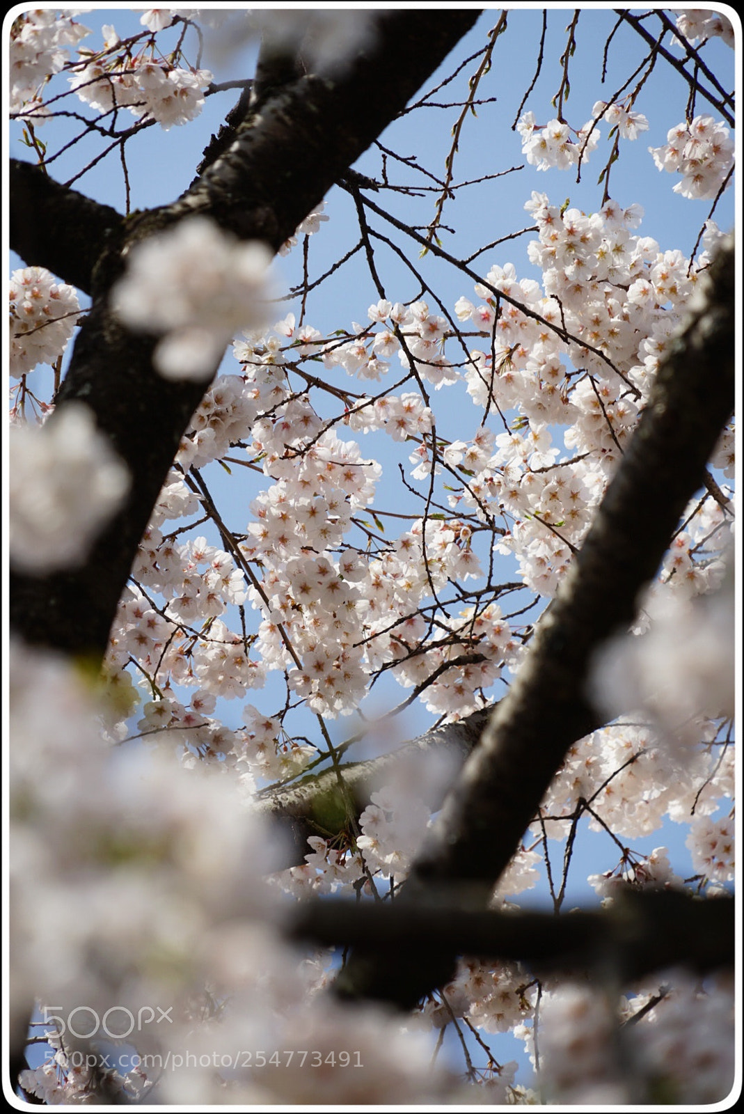 Sony a7 II sample photo. 日本樱花 photography