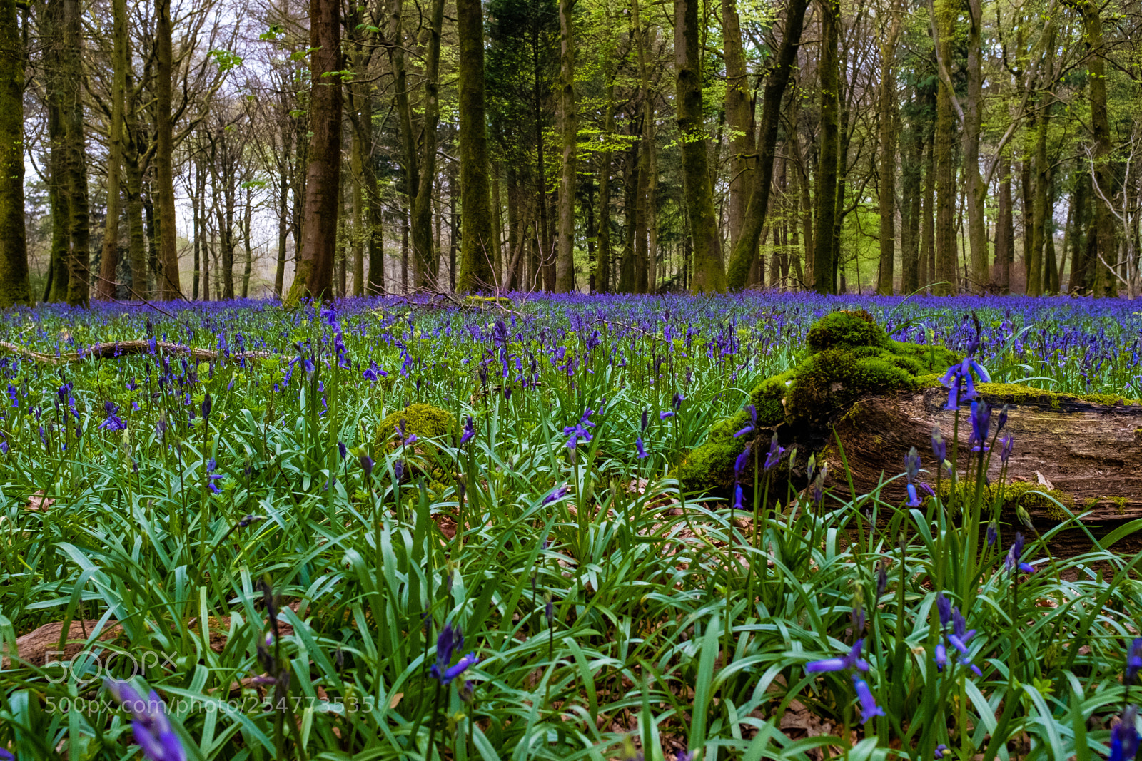 Fujifilm X100F sample photo. The blubell wood photography