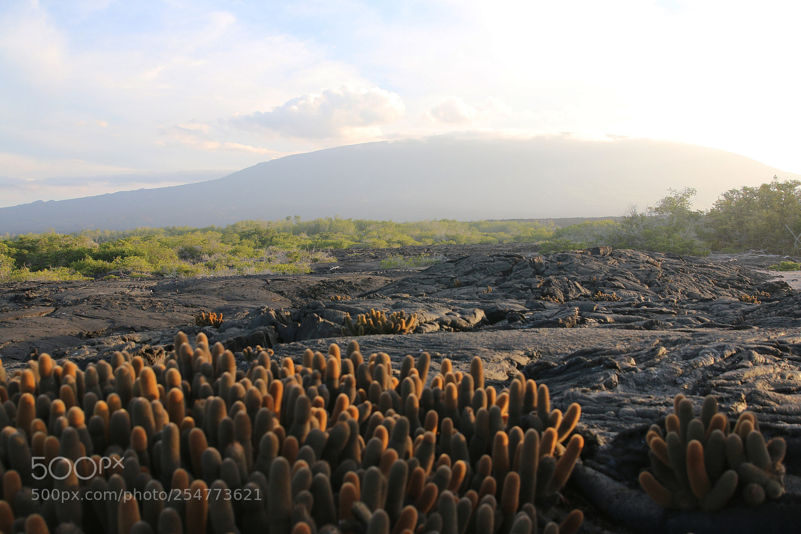 Canon EOS 70D sample photo. Img photography