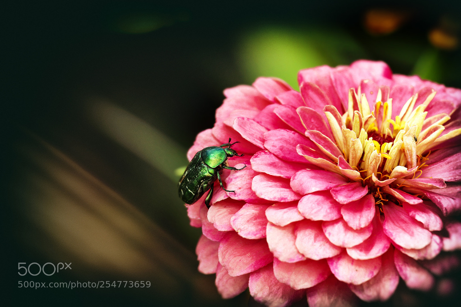 Canon EOS 7D sample photo. One of the inhabitants photography