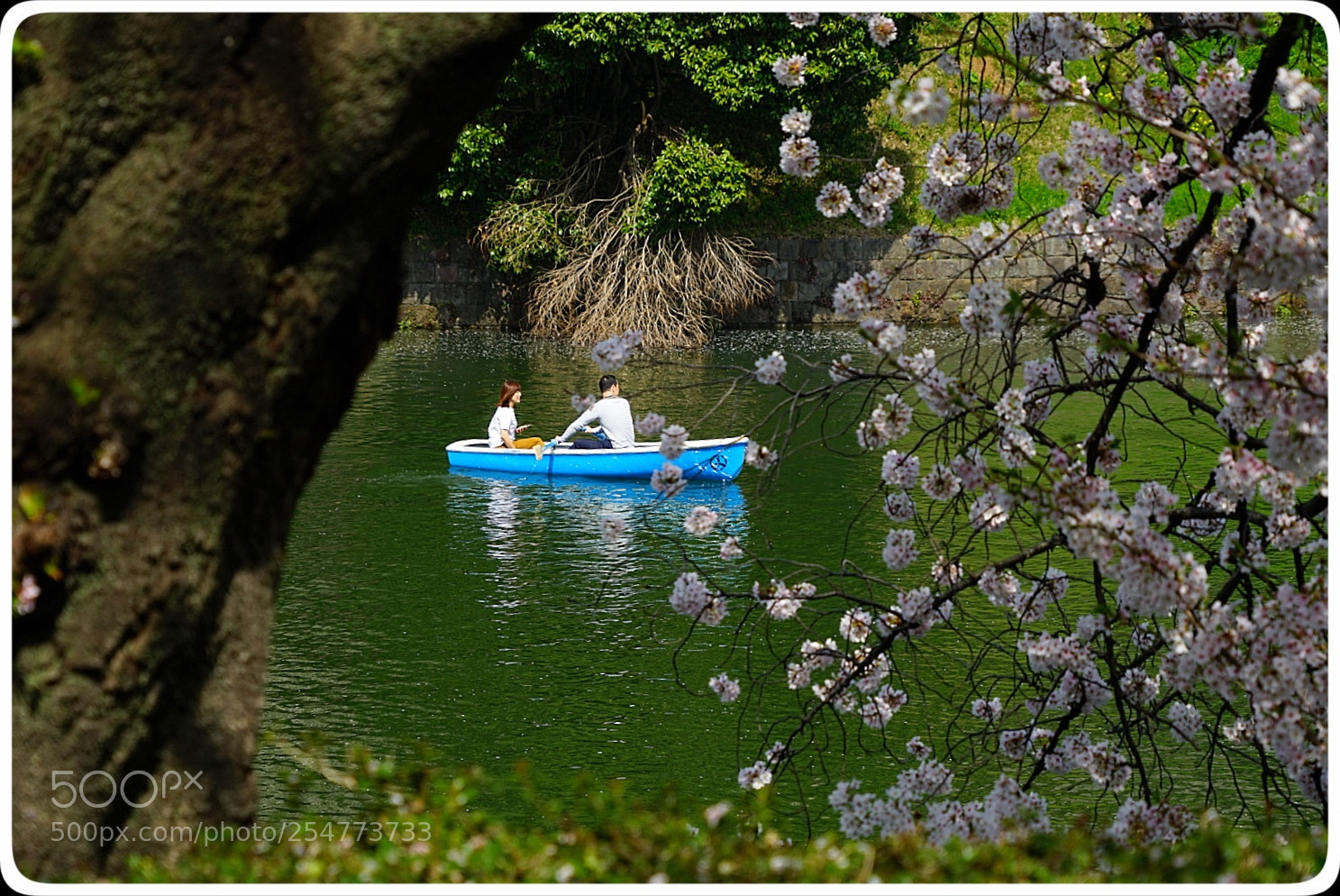 Sony a7 II sample photo. 日本樱花风景 photography