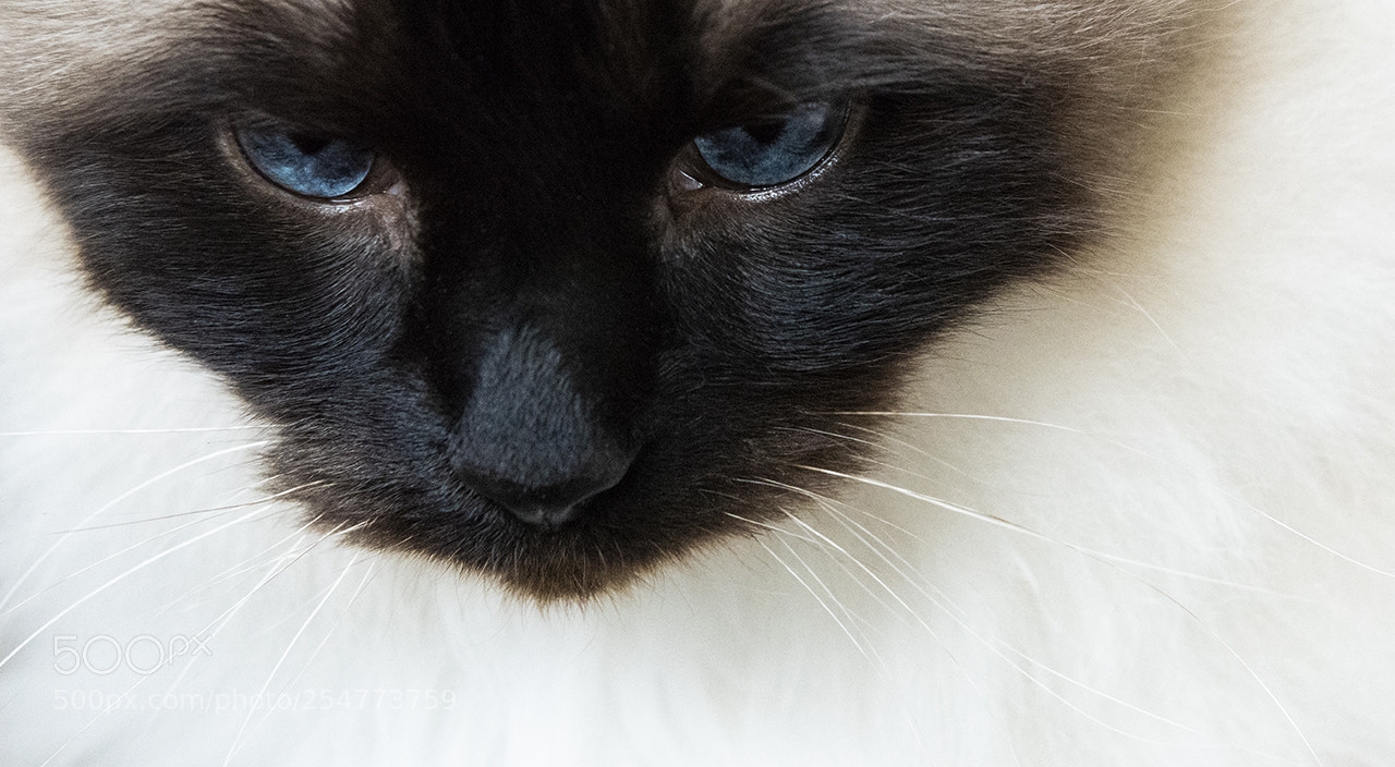 Nikon D810 sample photo. You would be scared photography