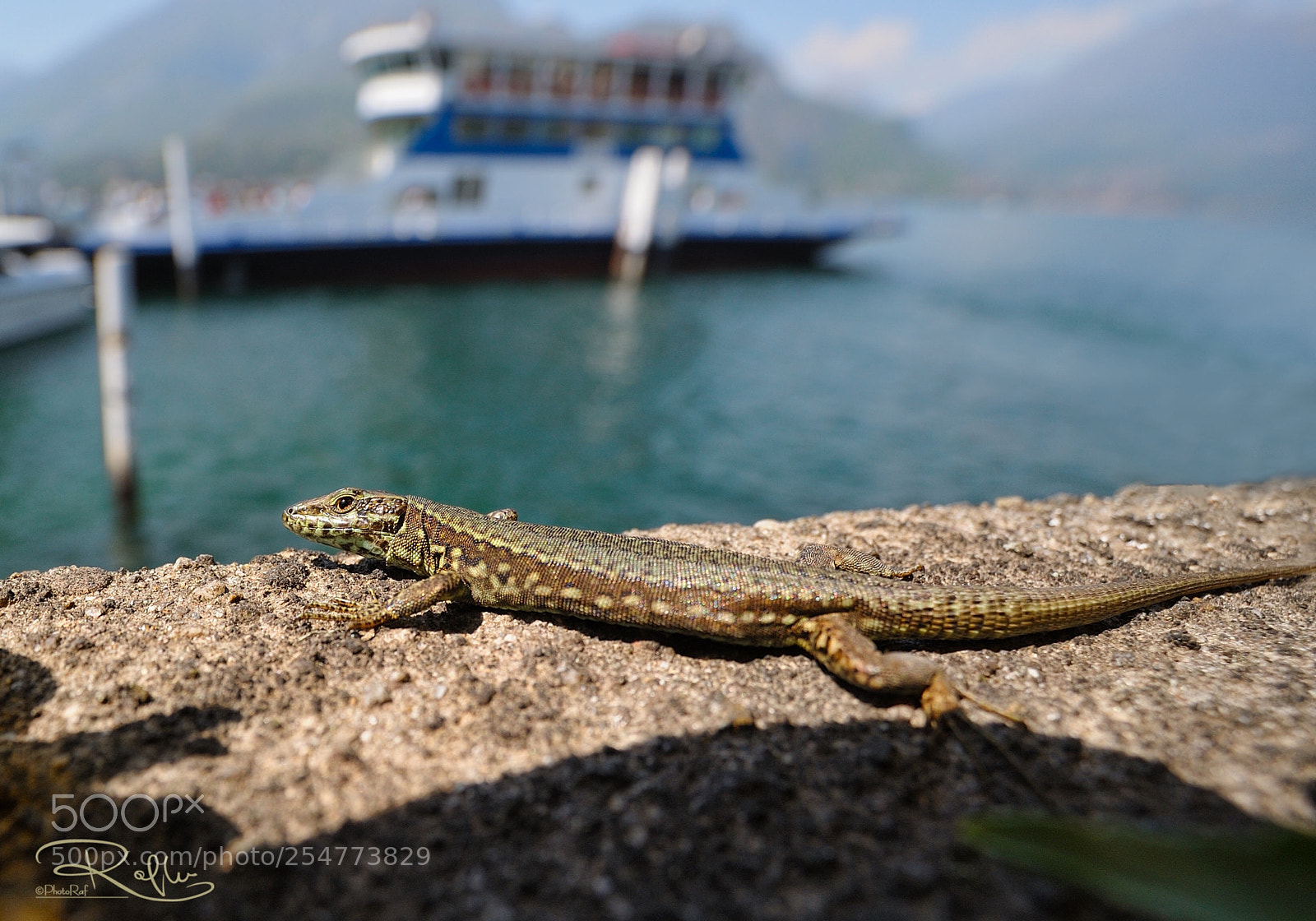 Nikon D3 sample photo. Lizard photography