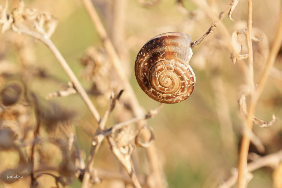 Samsung NX1 sample photo. ... photography