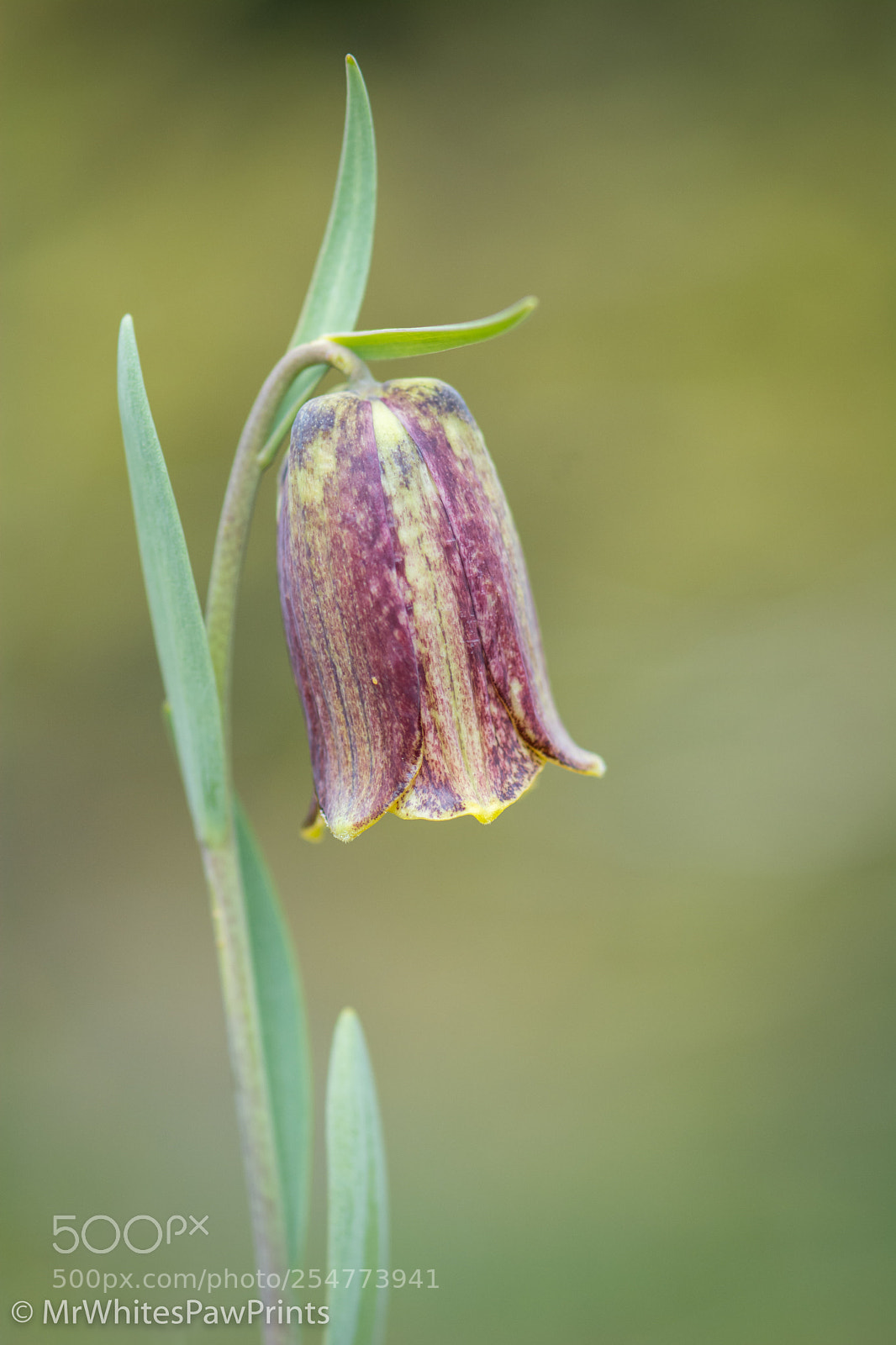 Nikon D7100 sample photo. The garden house, devon photography