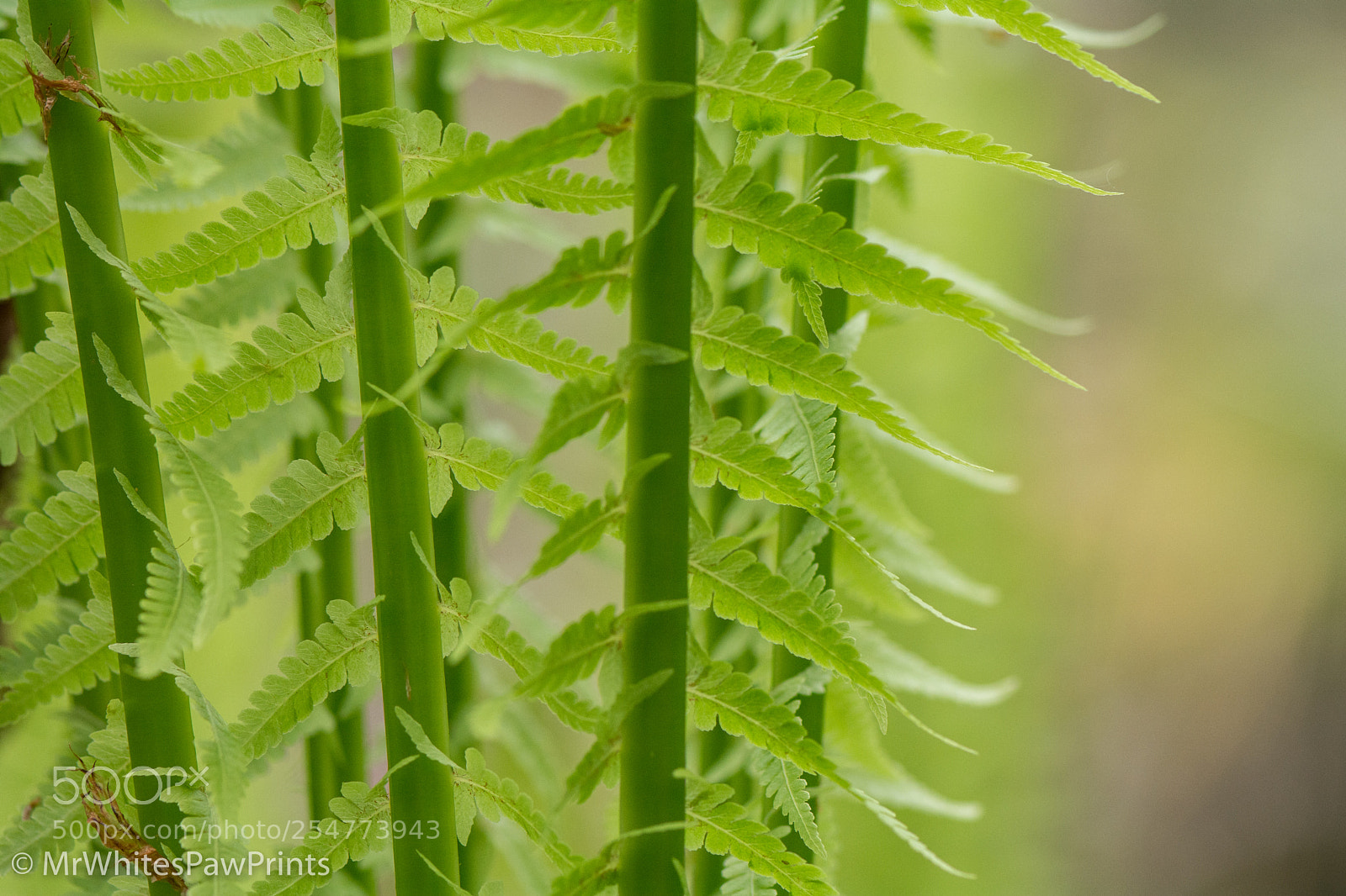 Nikon D7100 sample photo. The garden house, devon photography
