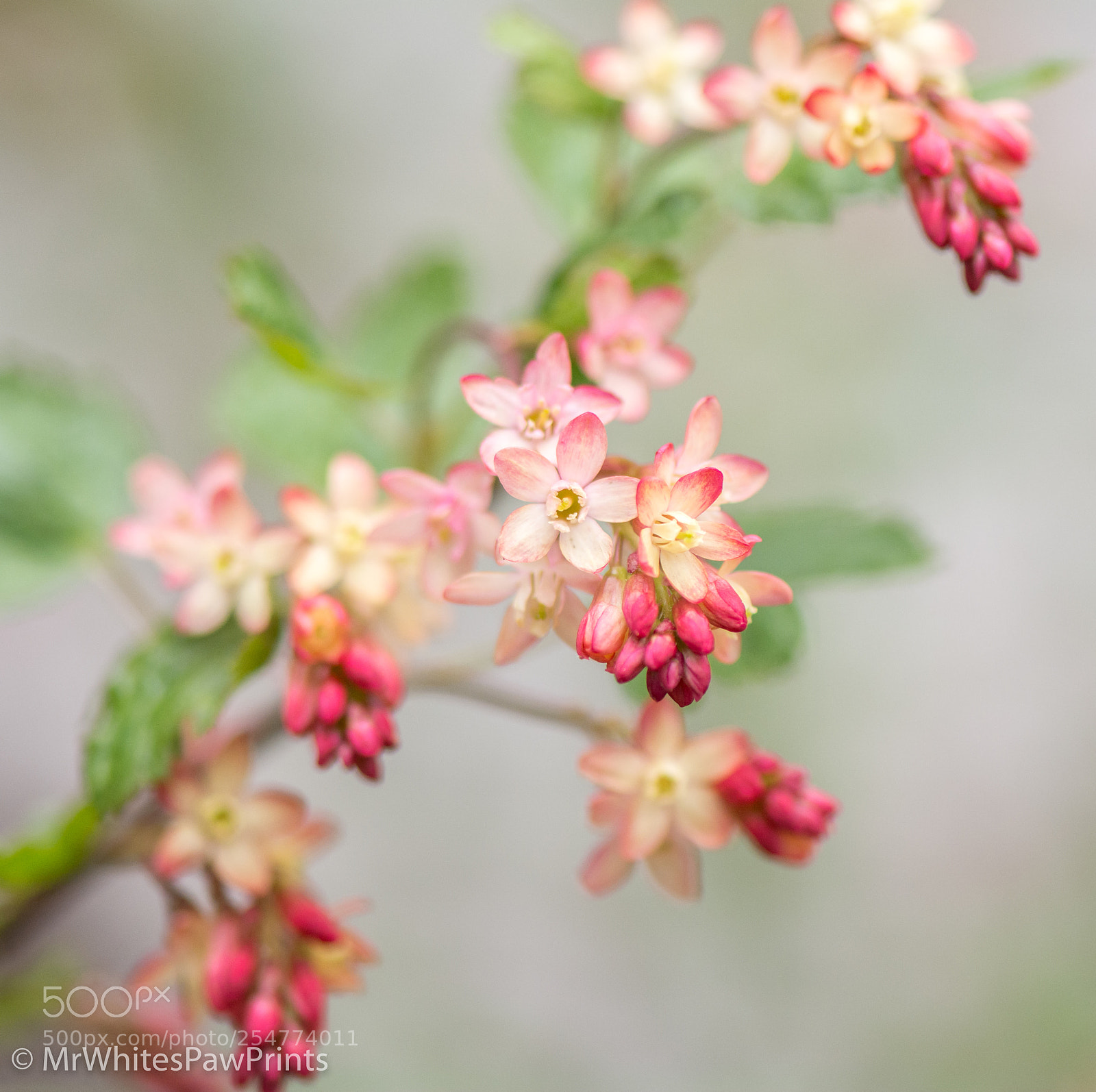 Nikon D7100 sample photo. The garden house, devon photography