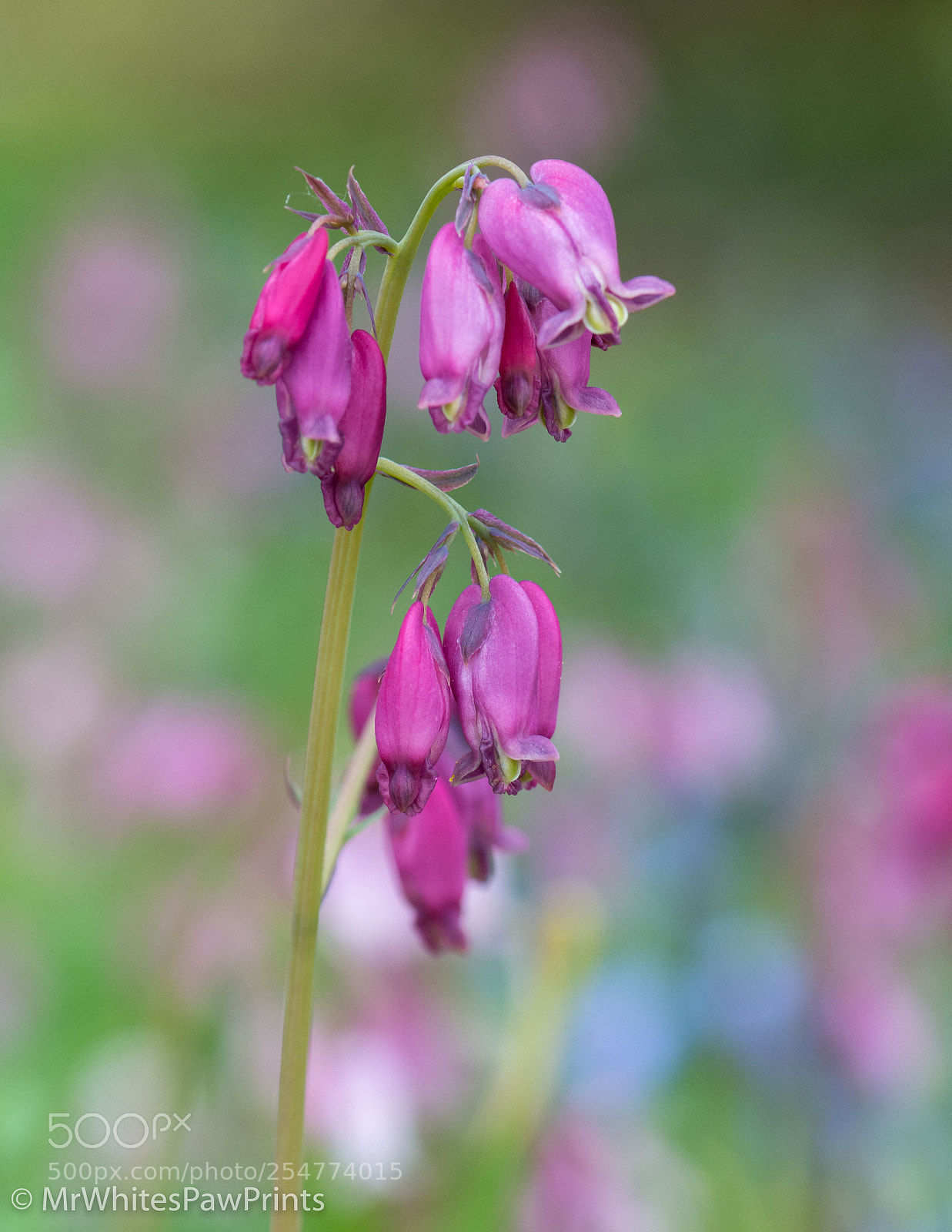 Nikon D7100 sample photo. The garden house, devon photography