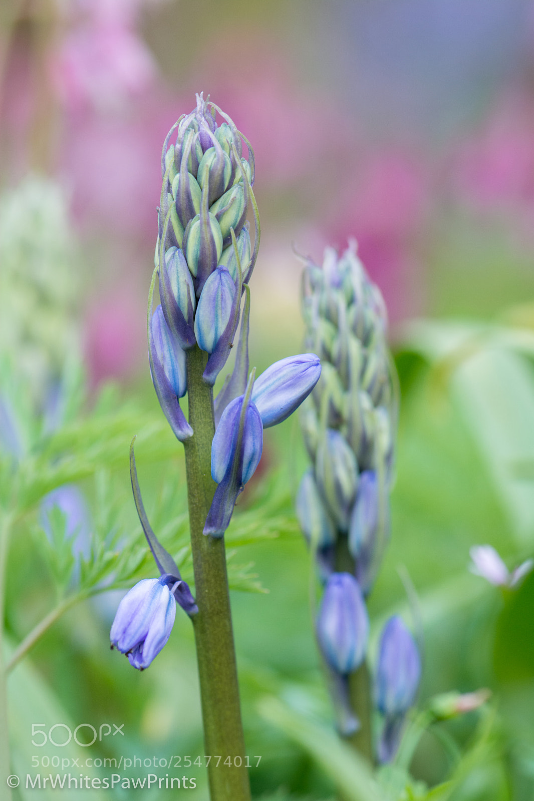 Nikon D7100 sample photo. The garden house, devon photography