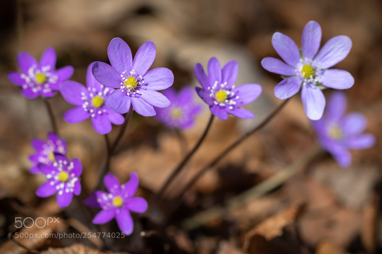 Canon EOS 760D (EOS Rebel T6s / EOS 8000D) sample photo. Hepatica flowers photography