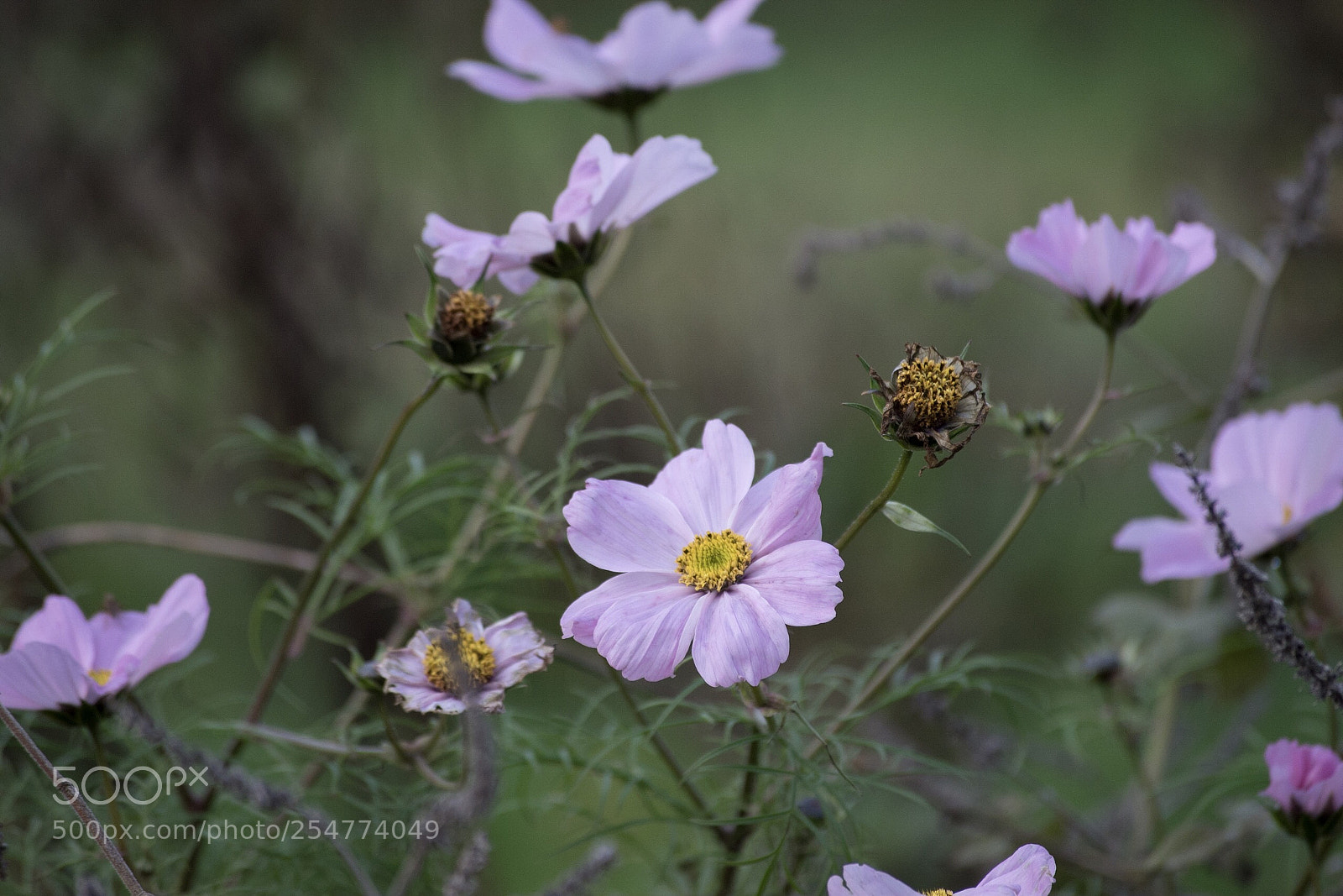 Nikon D5600 sample photo. Blüten  photography