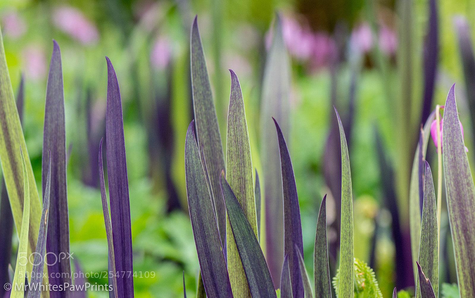Nikon D7100 sample photo. The garden house, devon photography