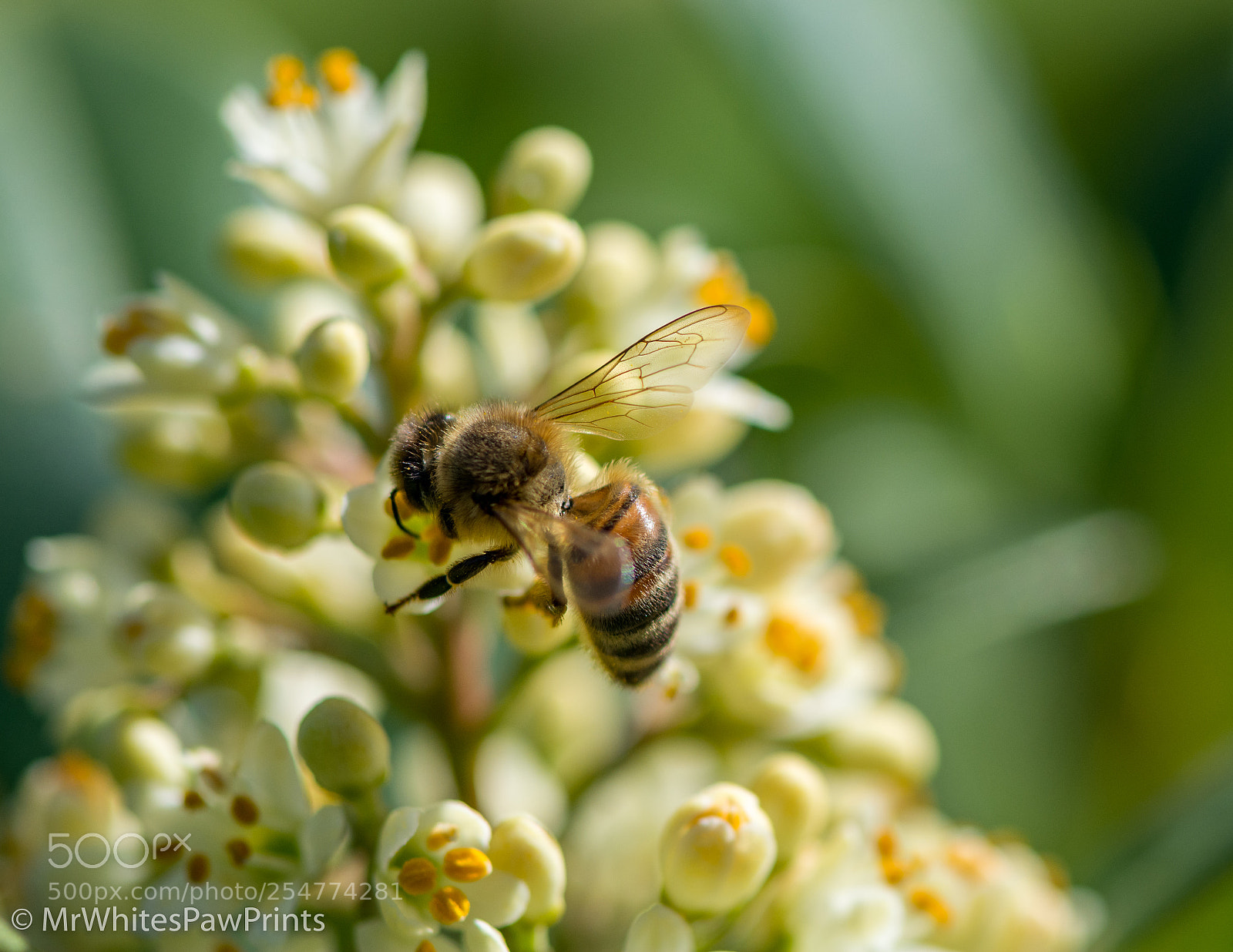 Nikon D7100 sample photo. Honey bee photography