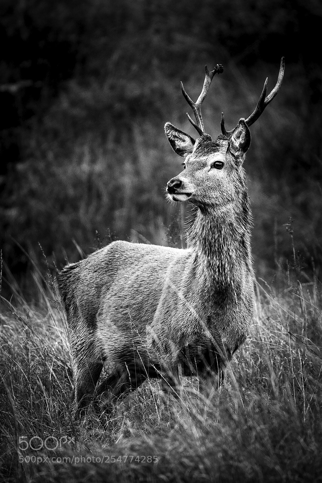 Canon EOS-1D Mark IV sample photo. Rut photography