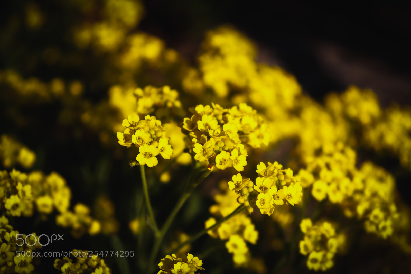 Canon EOS 200D (EOS Rebel SL2 / EOS Kiss X9) sample photo. Mustard flowers photography