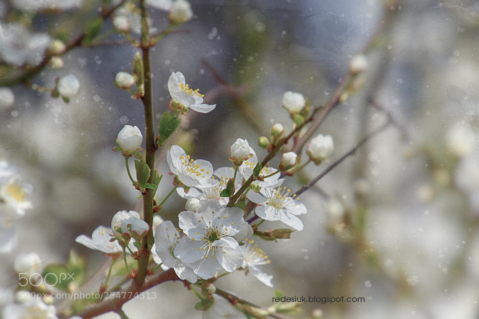 Nikon D5500 sample photo. Http redesiuk.blogspot.com 2018 04 photography