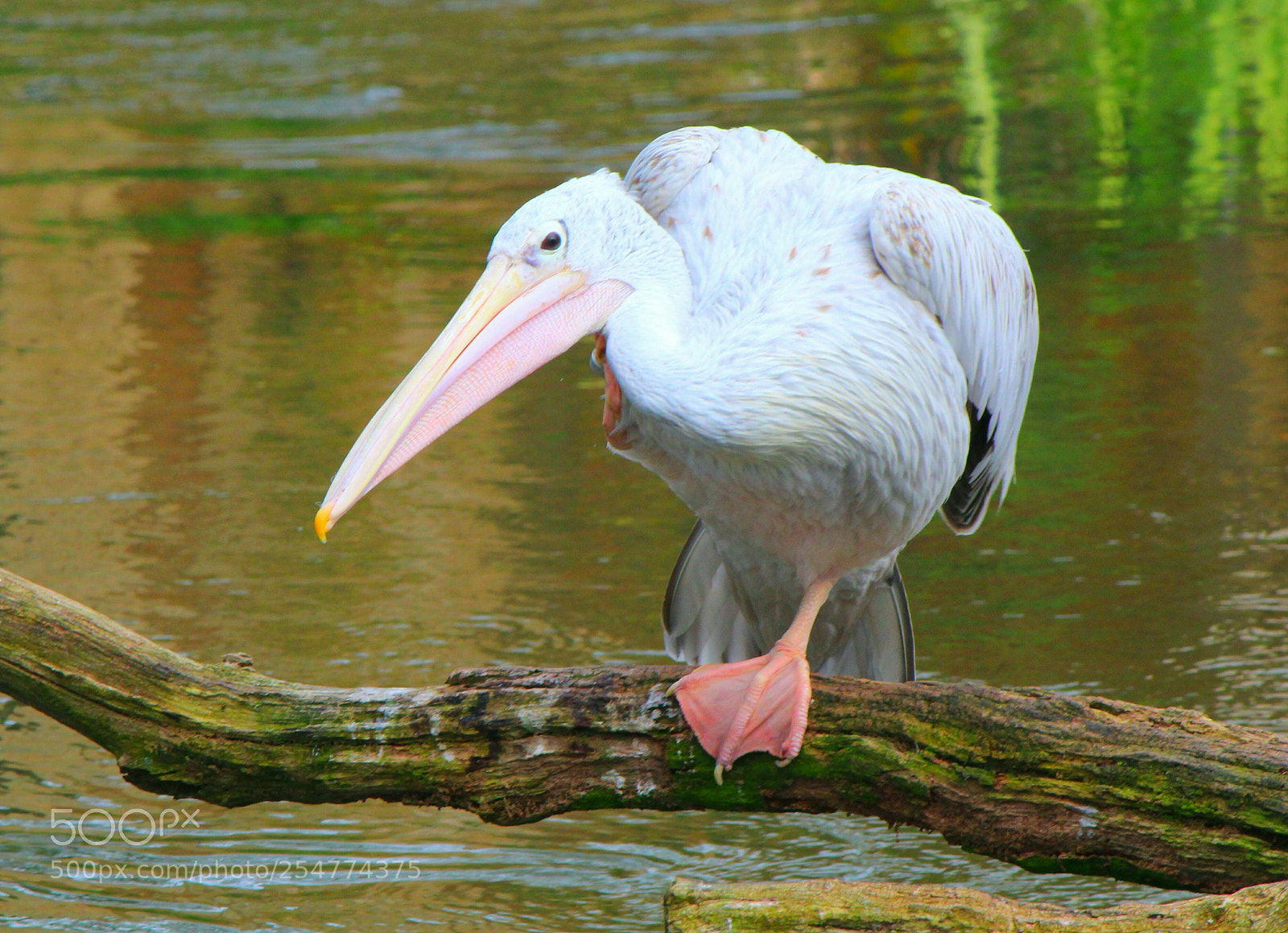 Canon EOS 1300D (EOS Rebel T6 / EOS Kiss X80) sample photo. Pelican photography