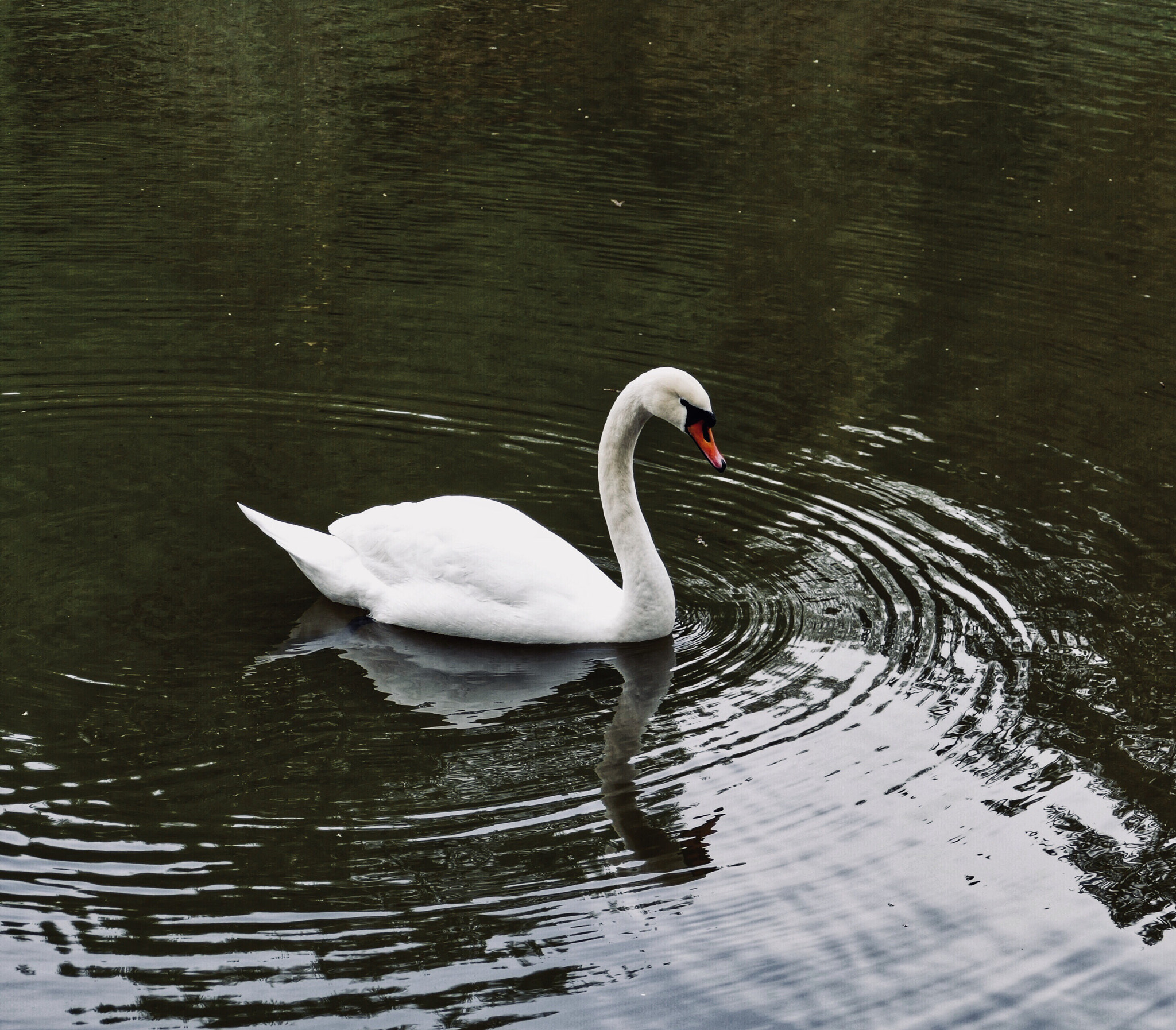 Leica V-Lux (Typ 114) sample photo. Swan lake photography