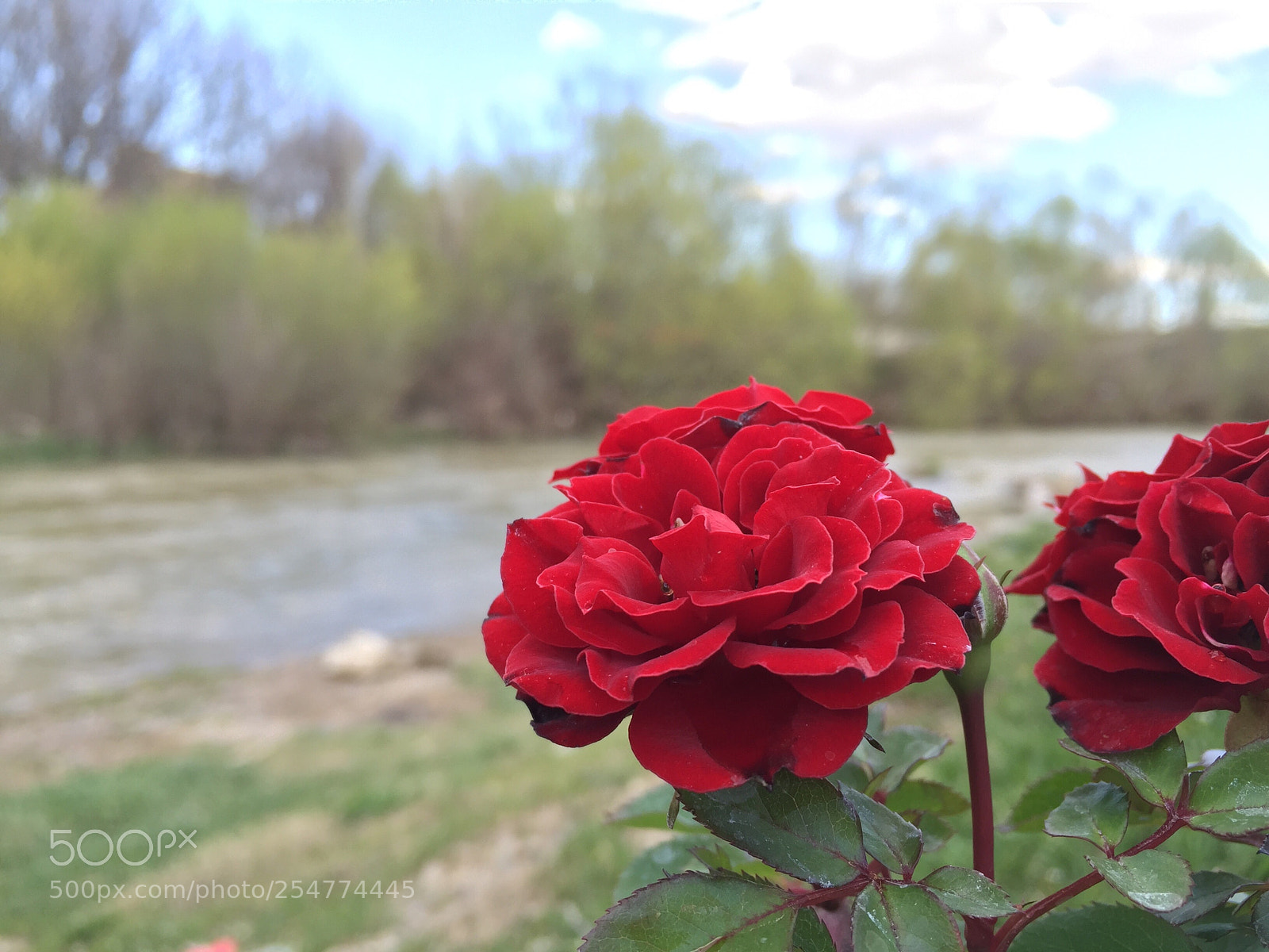 Apple iPhone 6 sample photo. Untitled photography