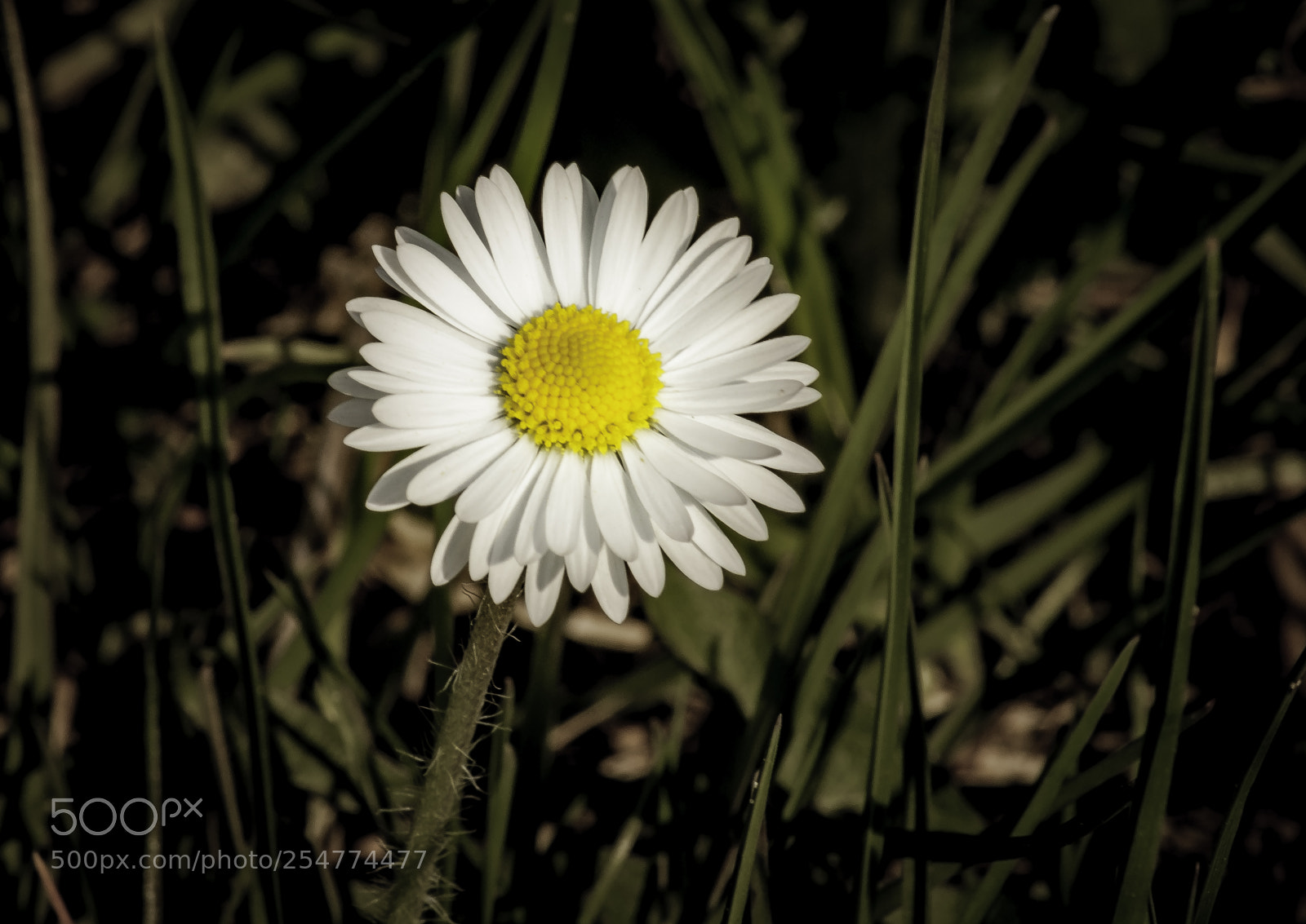 Nikon D5000 sample photo. Simple daisy photography