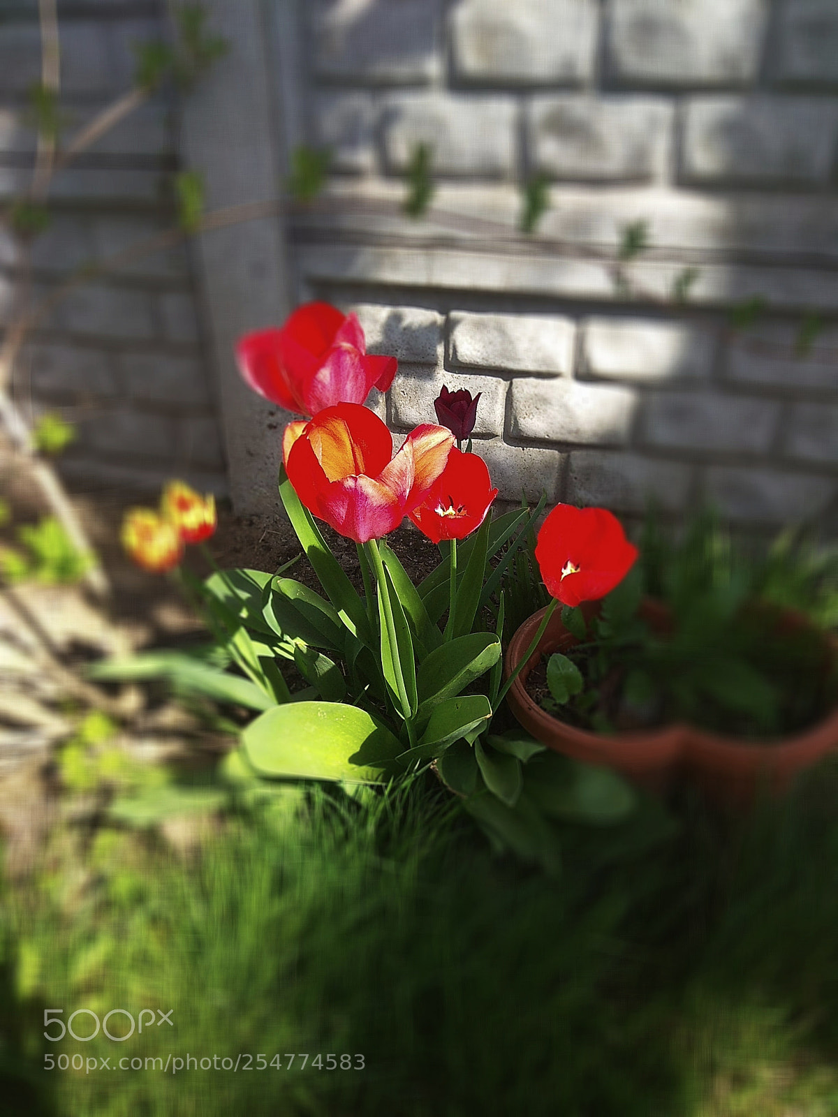 Xiaomi Redmi Note 4 sample photo. Untitled photography