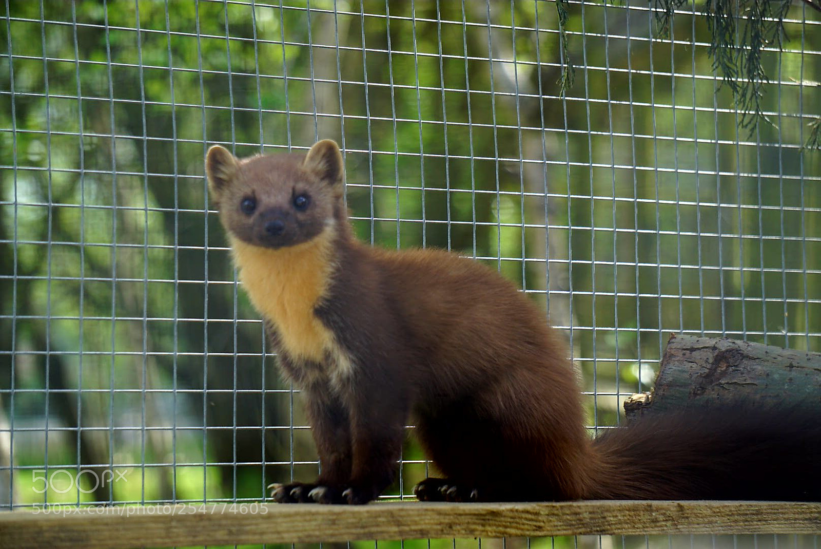 Sony a6000 sample photo. Pine martin photography