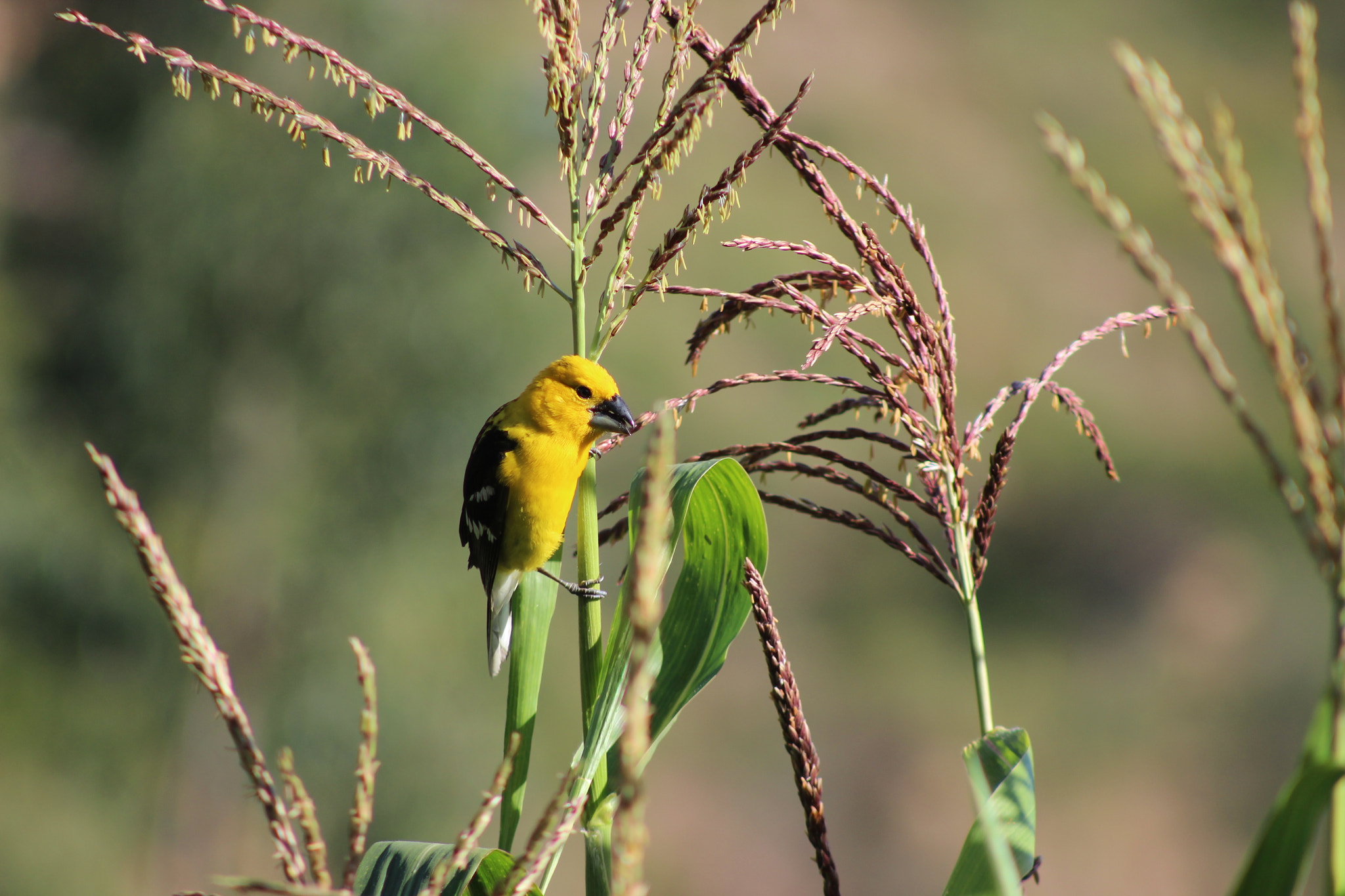 Canon EF 75-300mm f/4-5.6 sample photo. Img photography