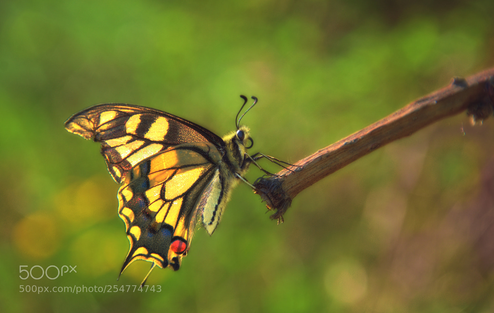 Nikon D3300 sample photo. Swallowtail butterfly photography