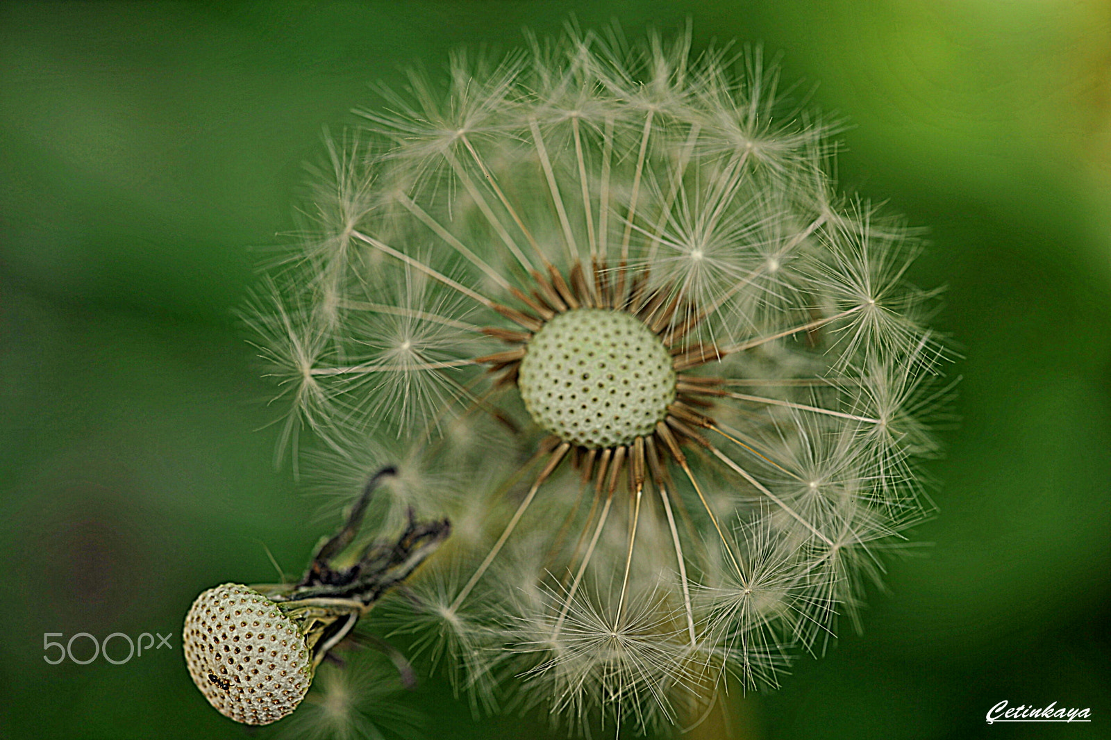 Nikon D700 sample photo. Macro photography