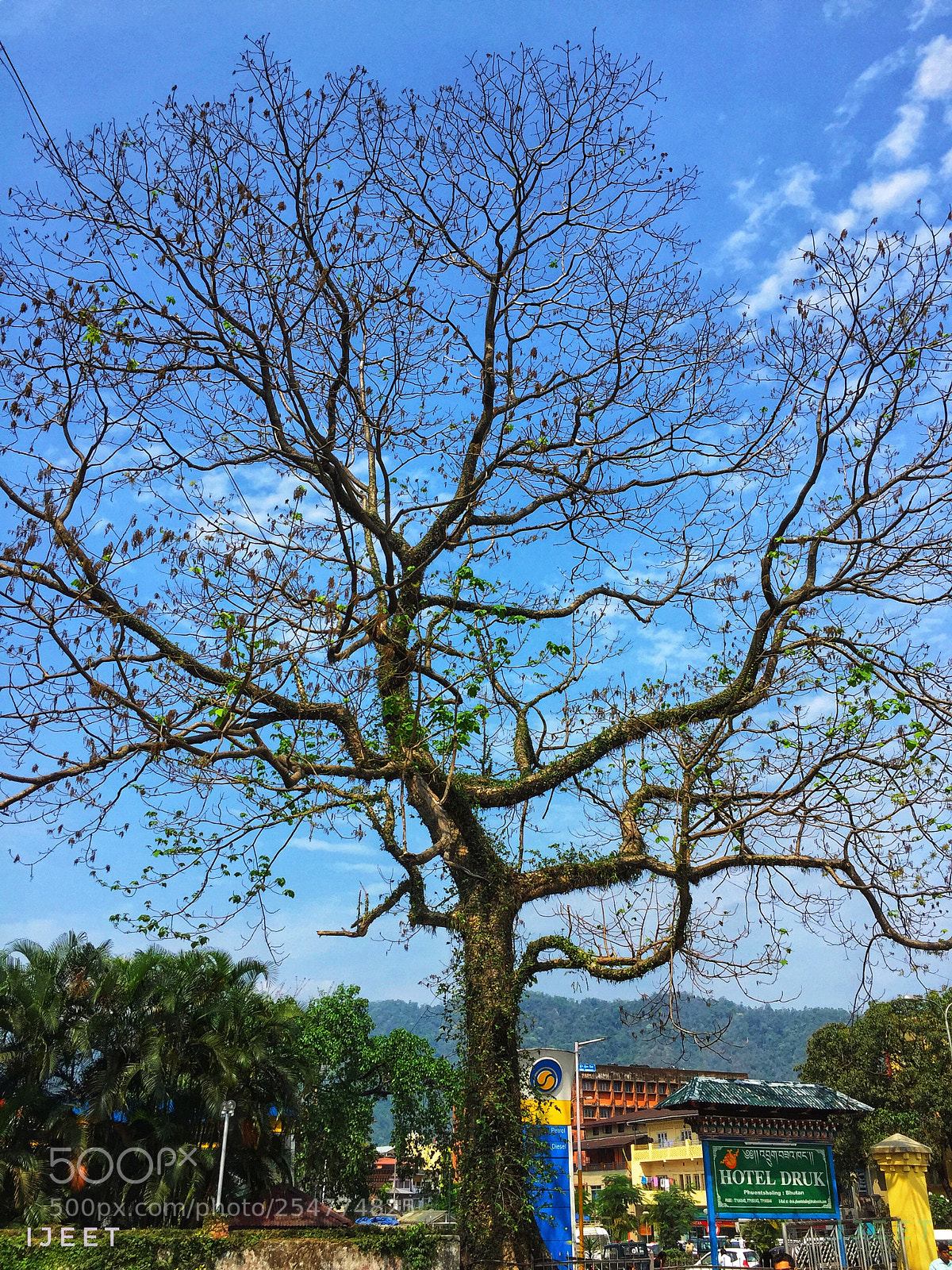 Apple iPhone 6 sample photo. Artistic branches of life  photography